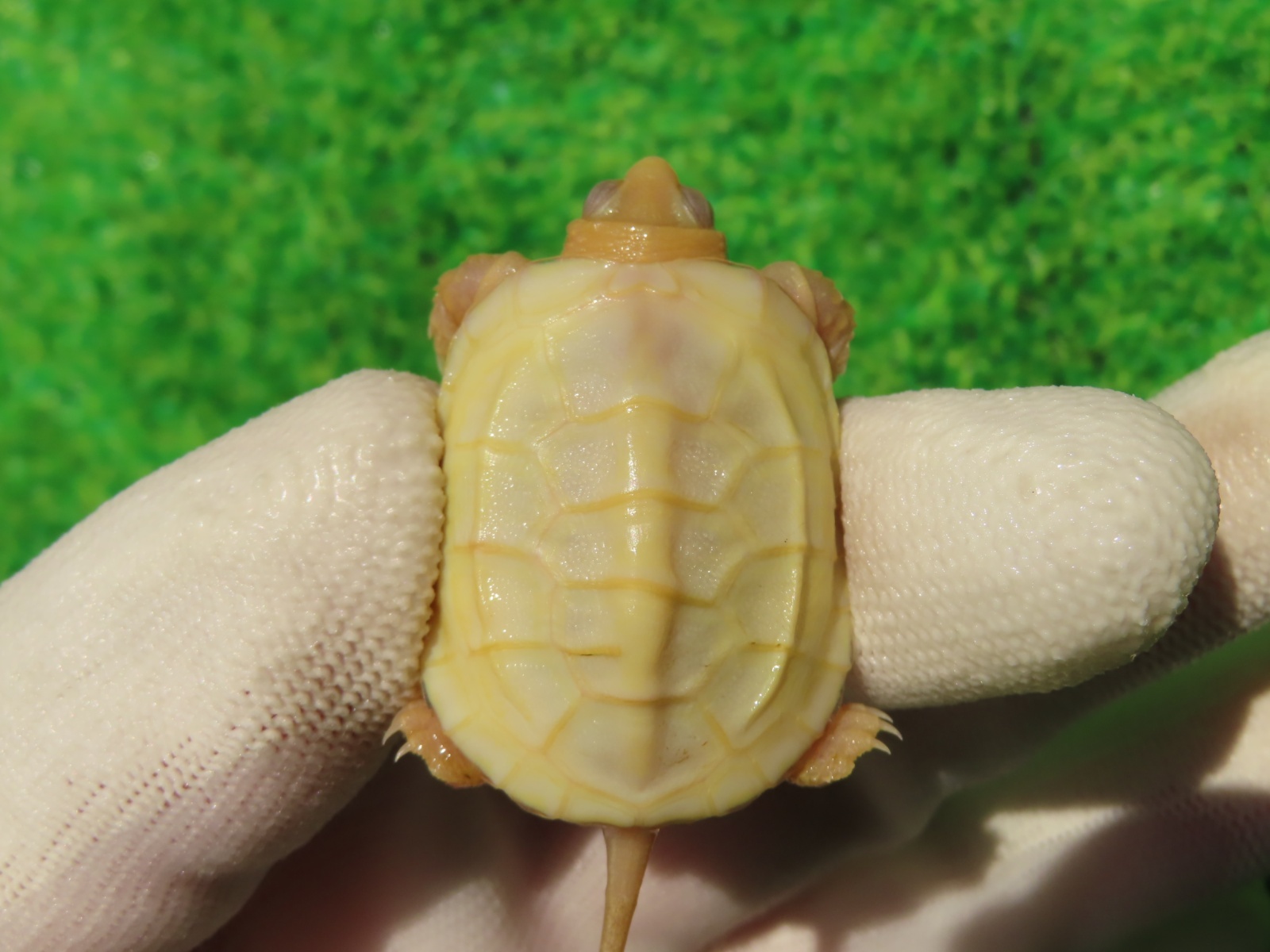 画像3: Ｔ-パステルアルビノクサガメ65