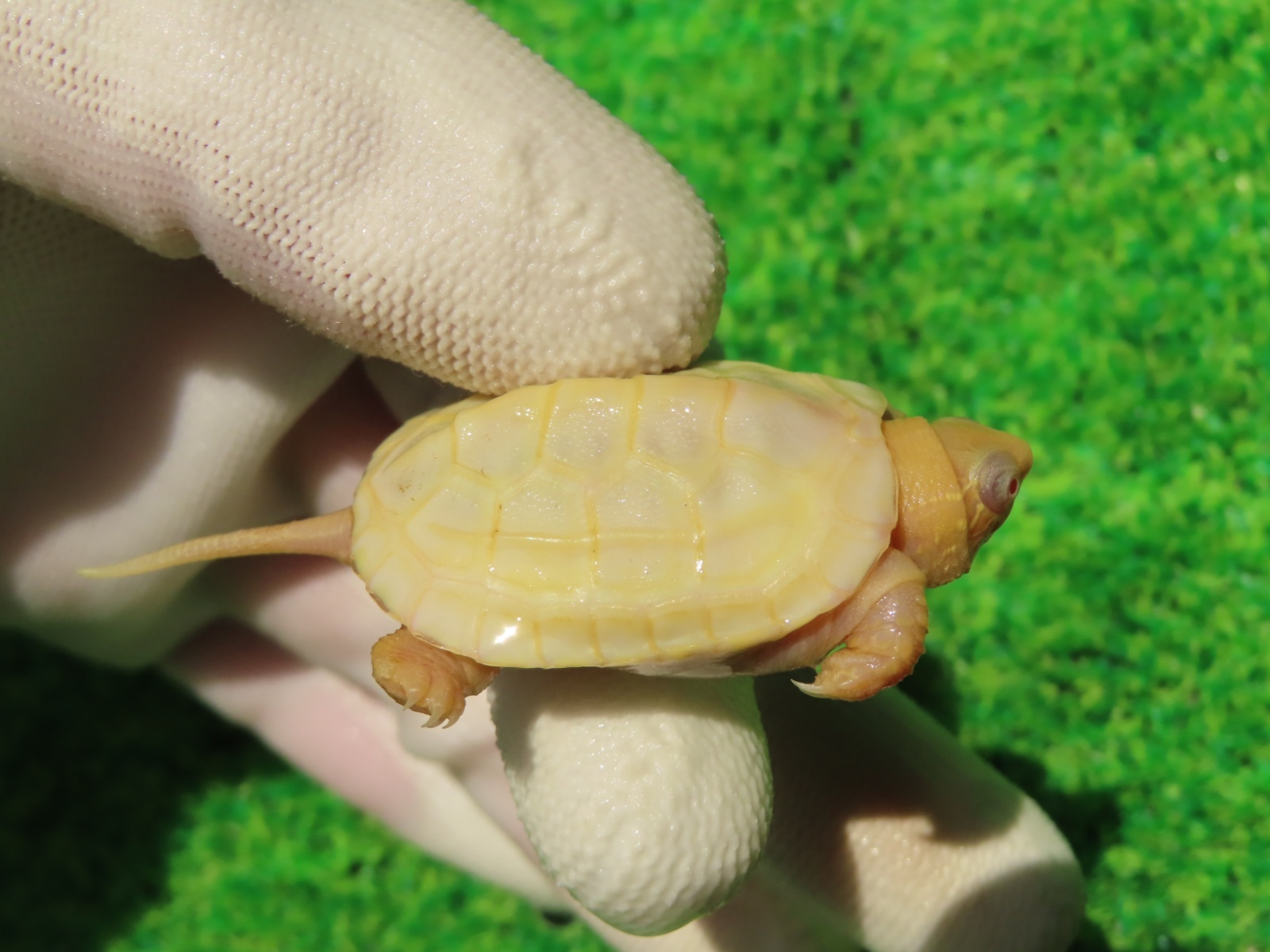 画像2: Ｔ-パステルアルビノクサガメ65