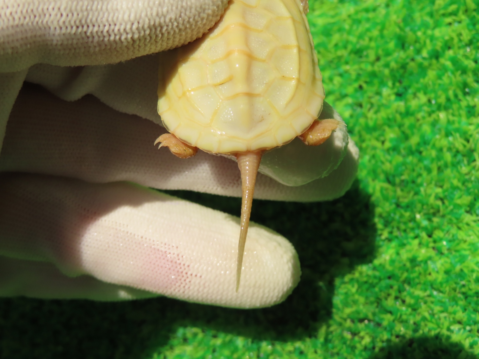 画像8: Ｔ-パステルアルビノクサガメ65