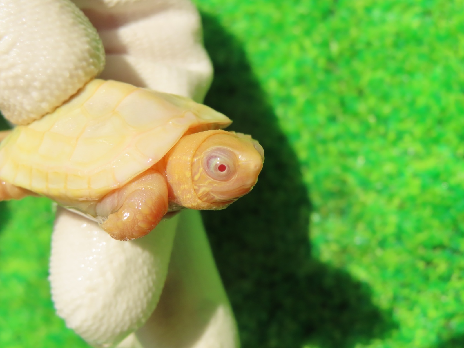 画像5: Ｔ-パステルアルビノクサガメ65