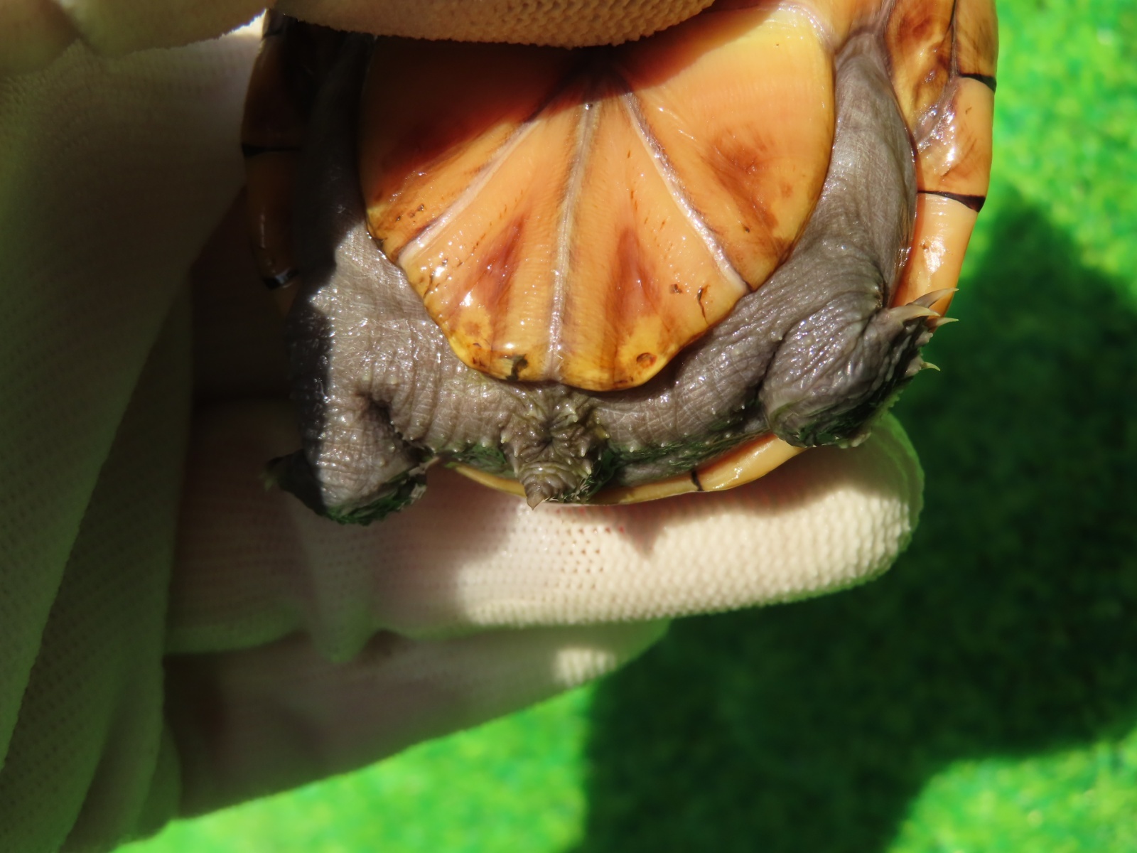 画像10: ミスジドロガメ30　ＳＡＬＥ！