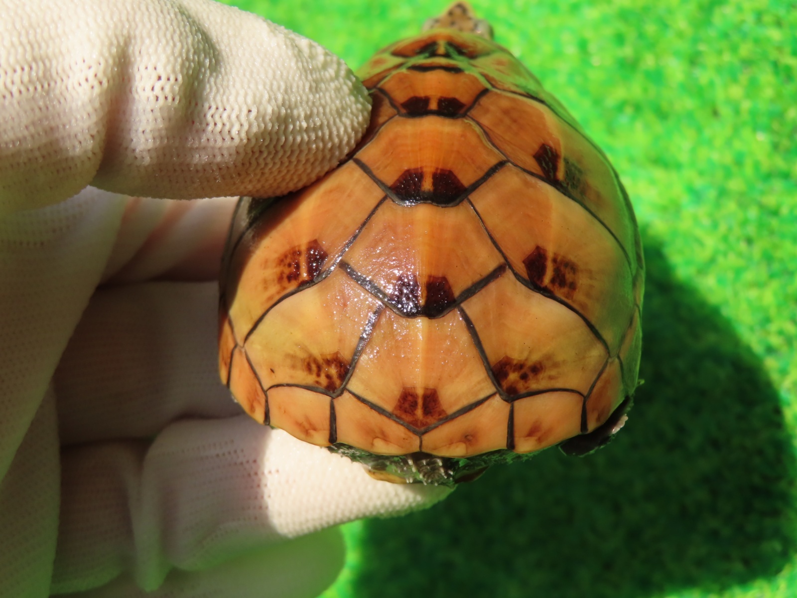 画像8: ミスジドロガメ30　ＳＡＬＥ！