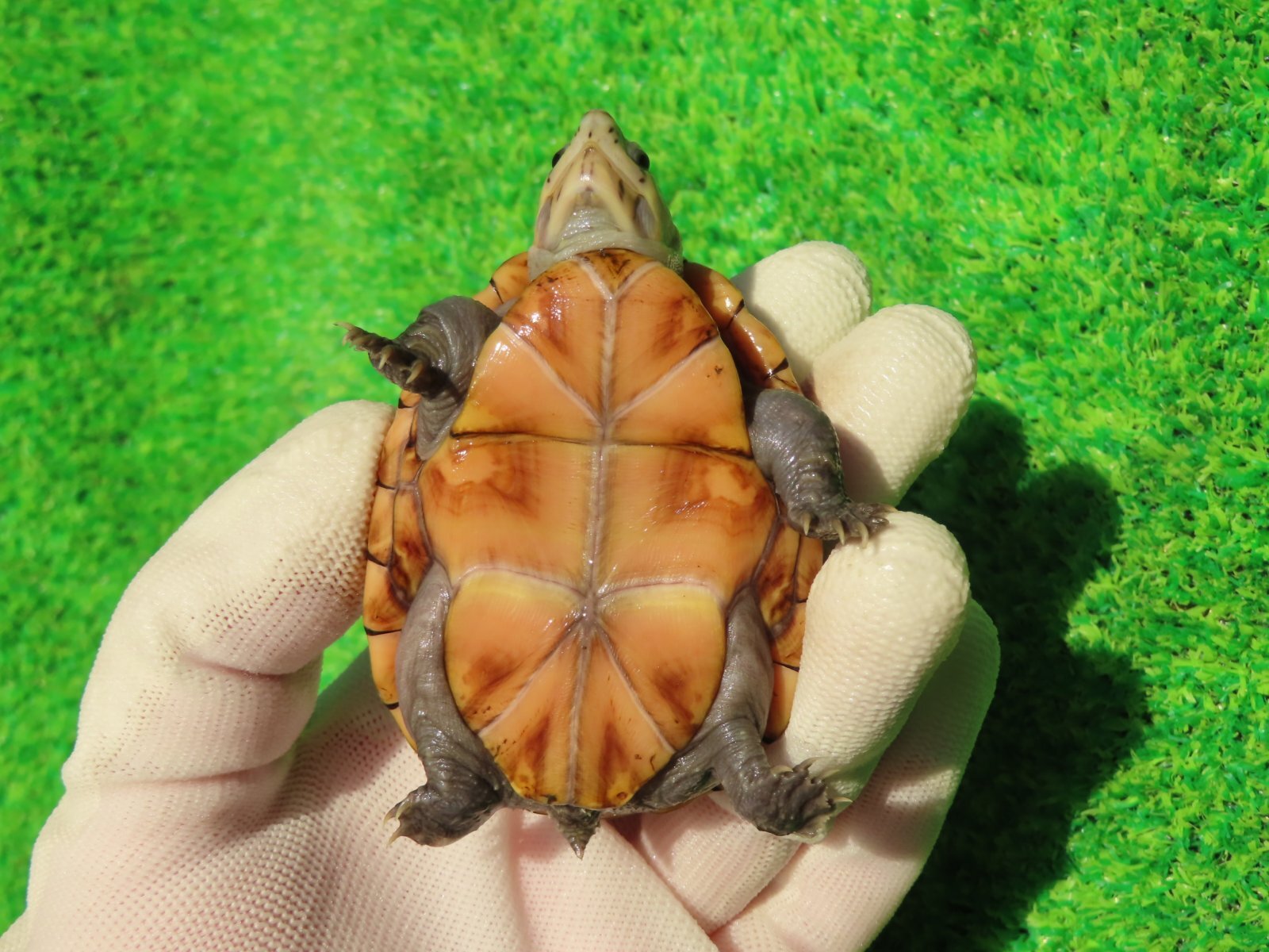 画像11: ミスジドロガメ30　ＳＡＬＥ！