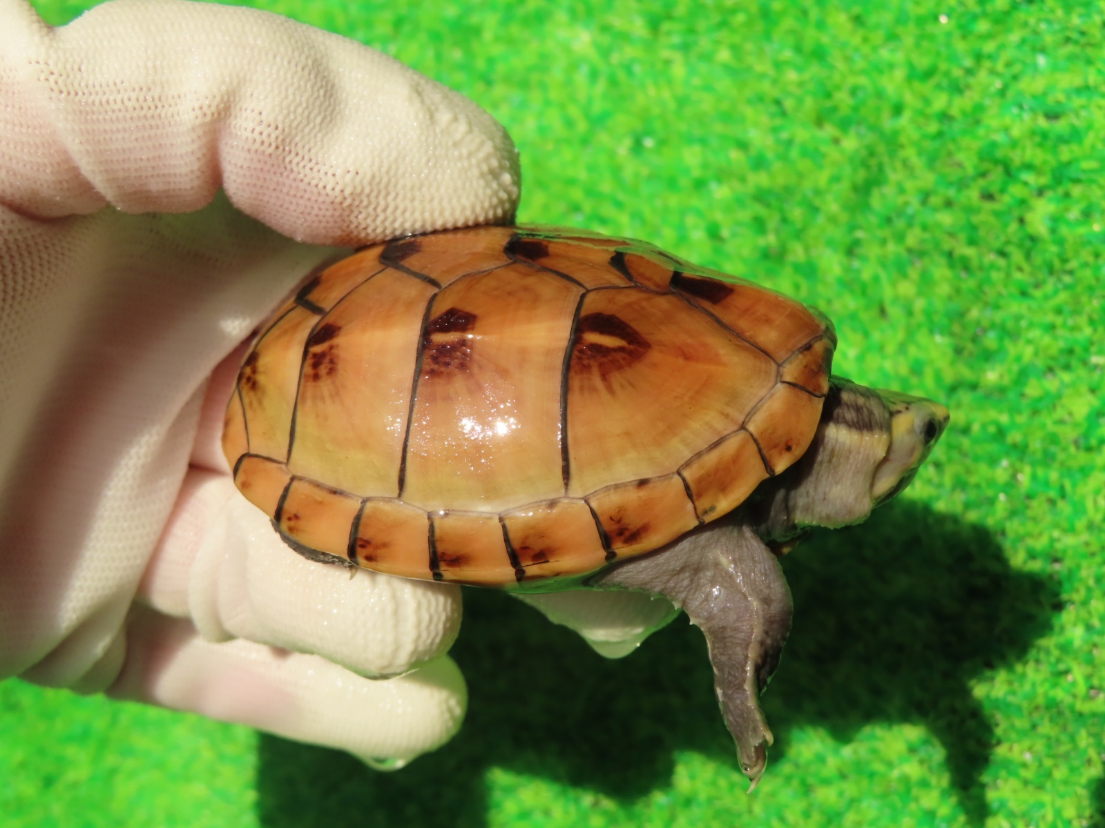 画像2: ミスジドロガメ30　ＳＡＬＥ！