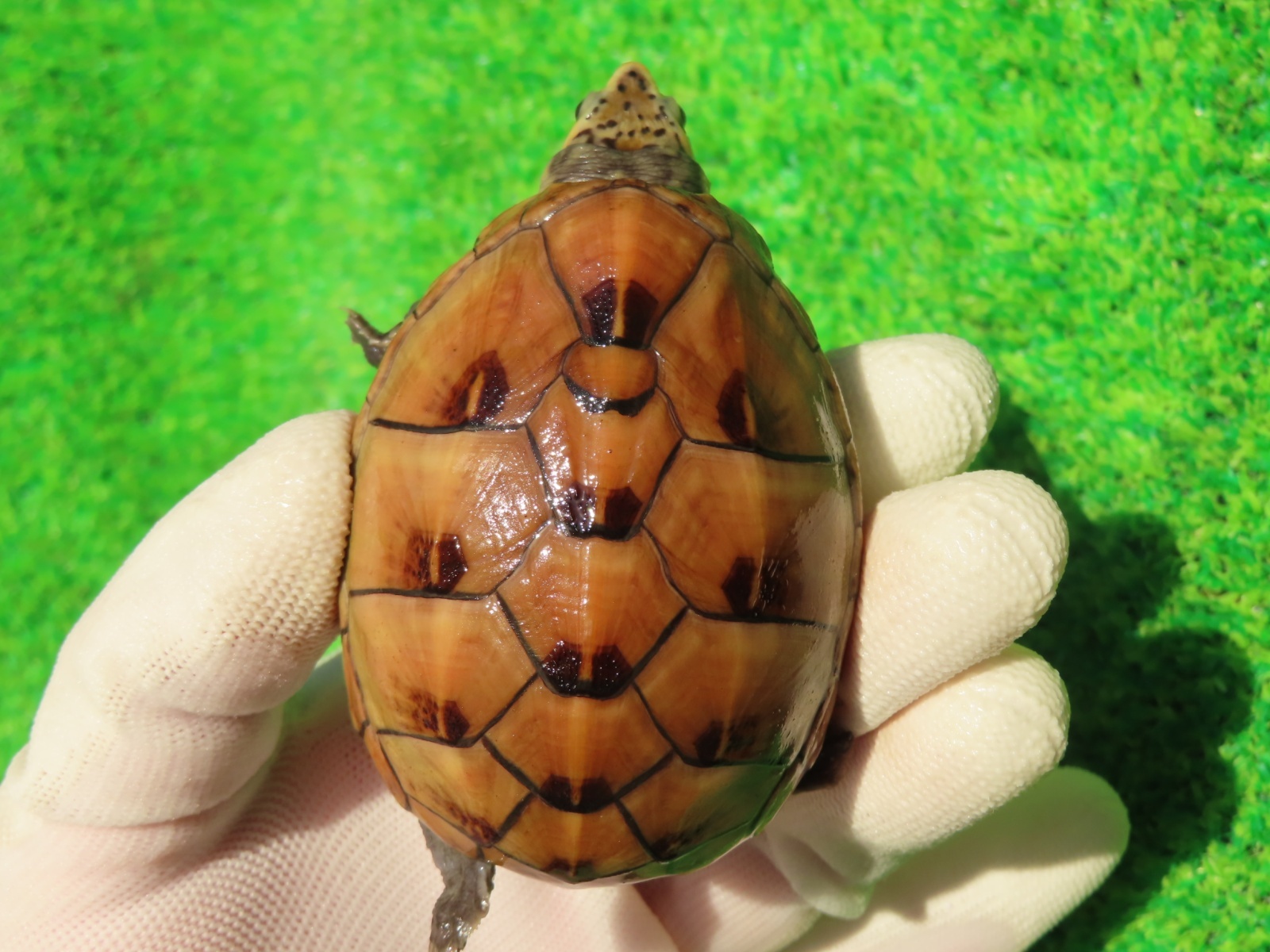 画像3: ミスジドロガメ30　ＳＡＬＥ！