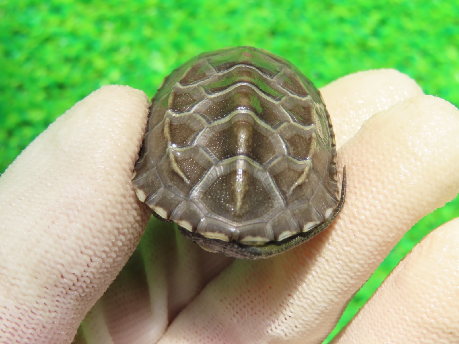 画像5: アザンティッククサガメ８