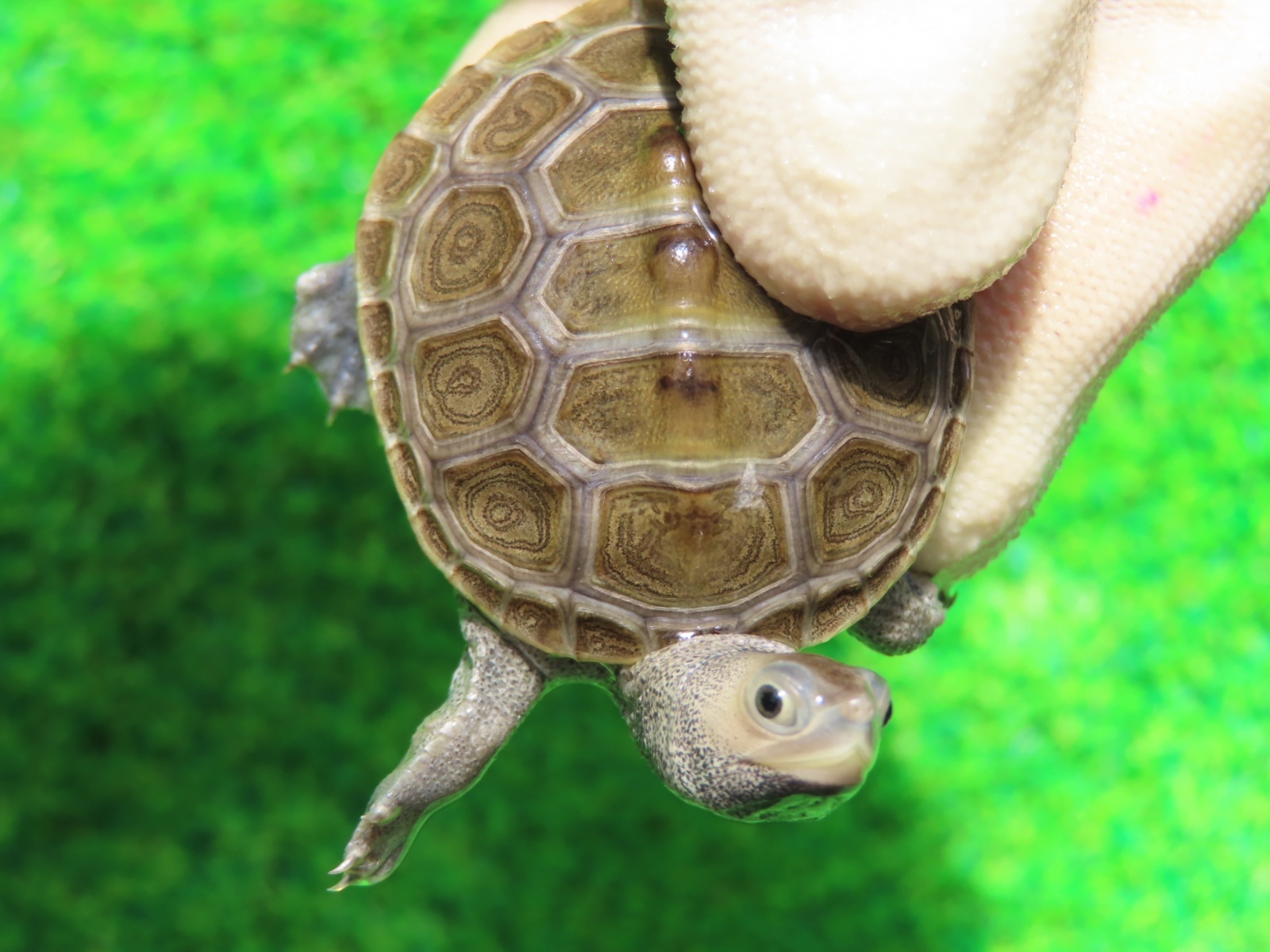 画像6: キタダイヤモンドガメ３