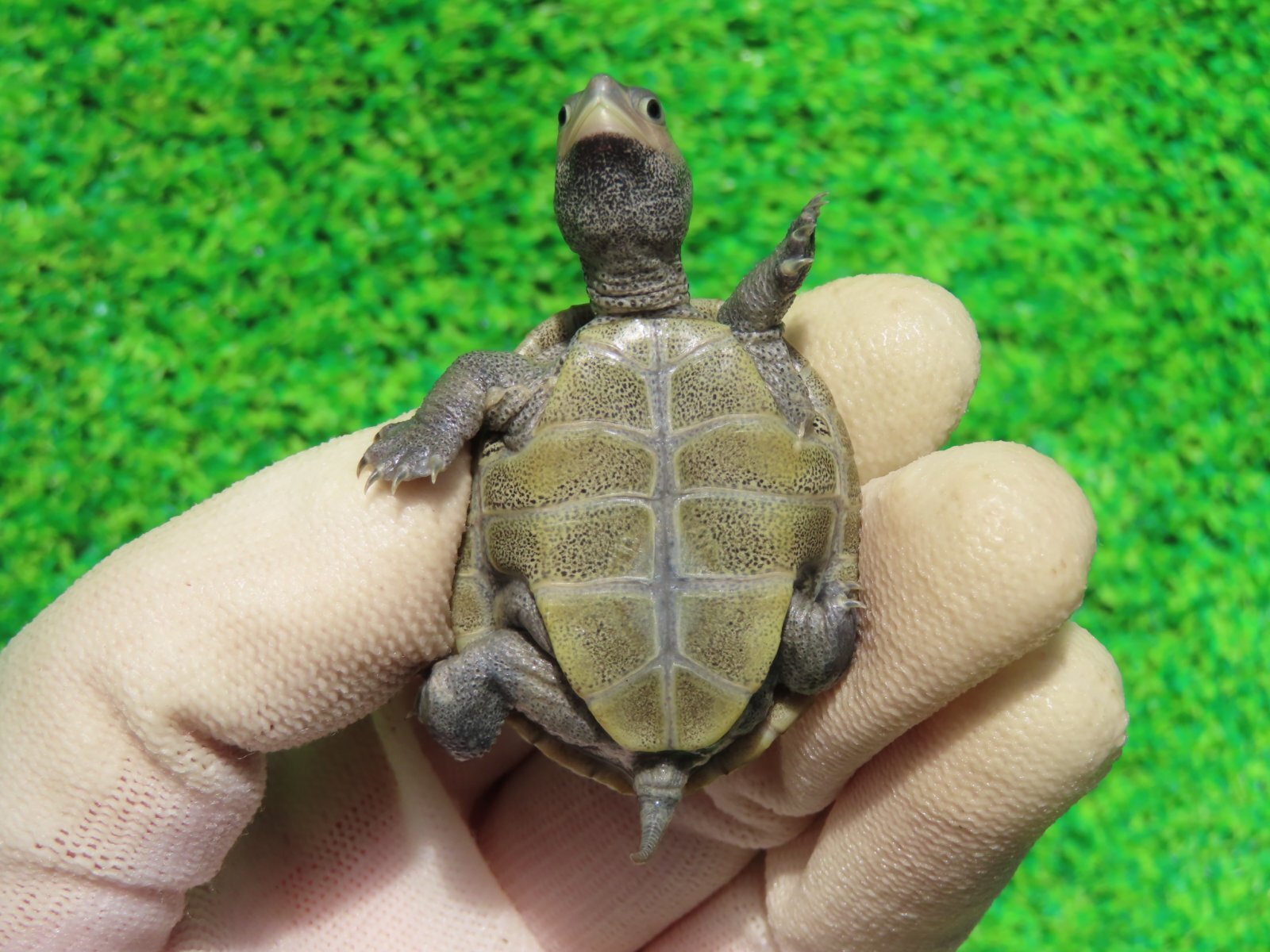 画像10: キタダイヤモンドガメ３