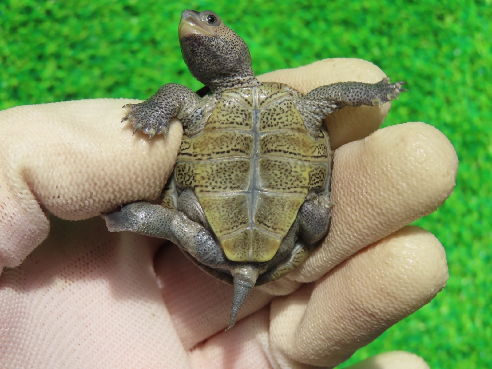 画像10: キタダイヤモンドガメ４