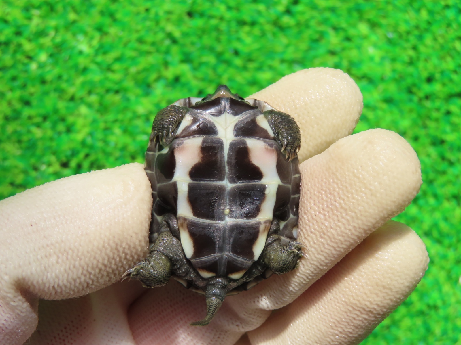 画像8: アザンティッククサガメ８