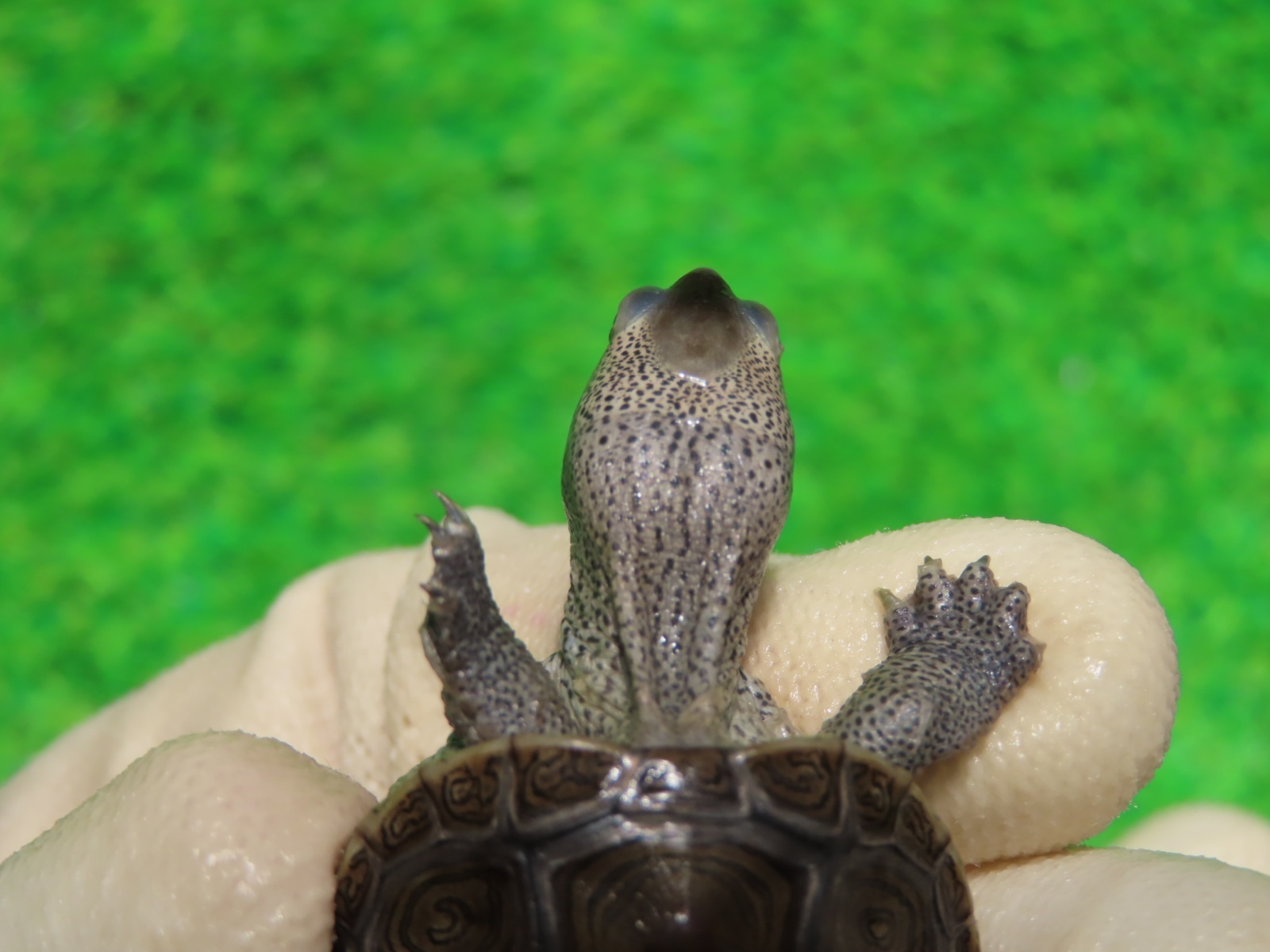 画像4: キタダイヤモンドガメ４