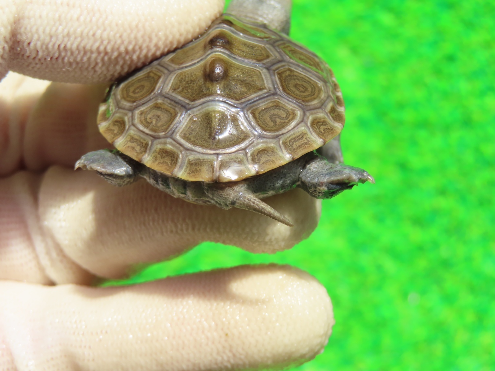 画像8: キタダイヤモンドガメ３