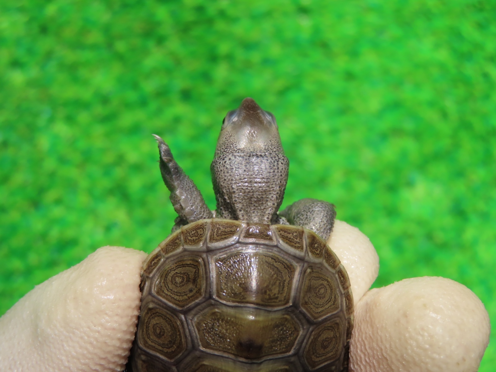 画像5: キタダイヤモンドガメ３