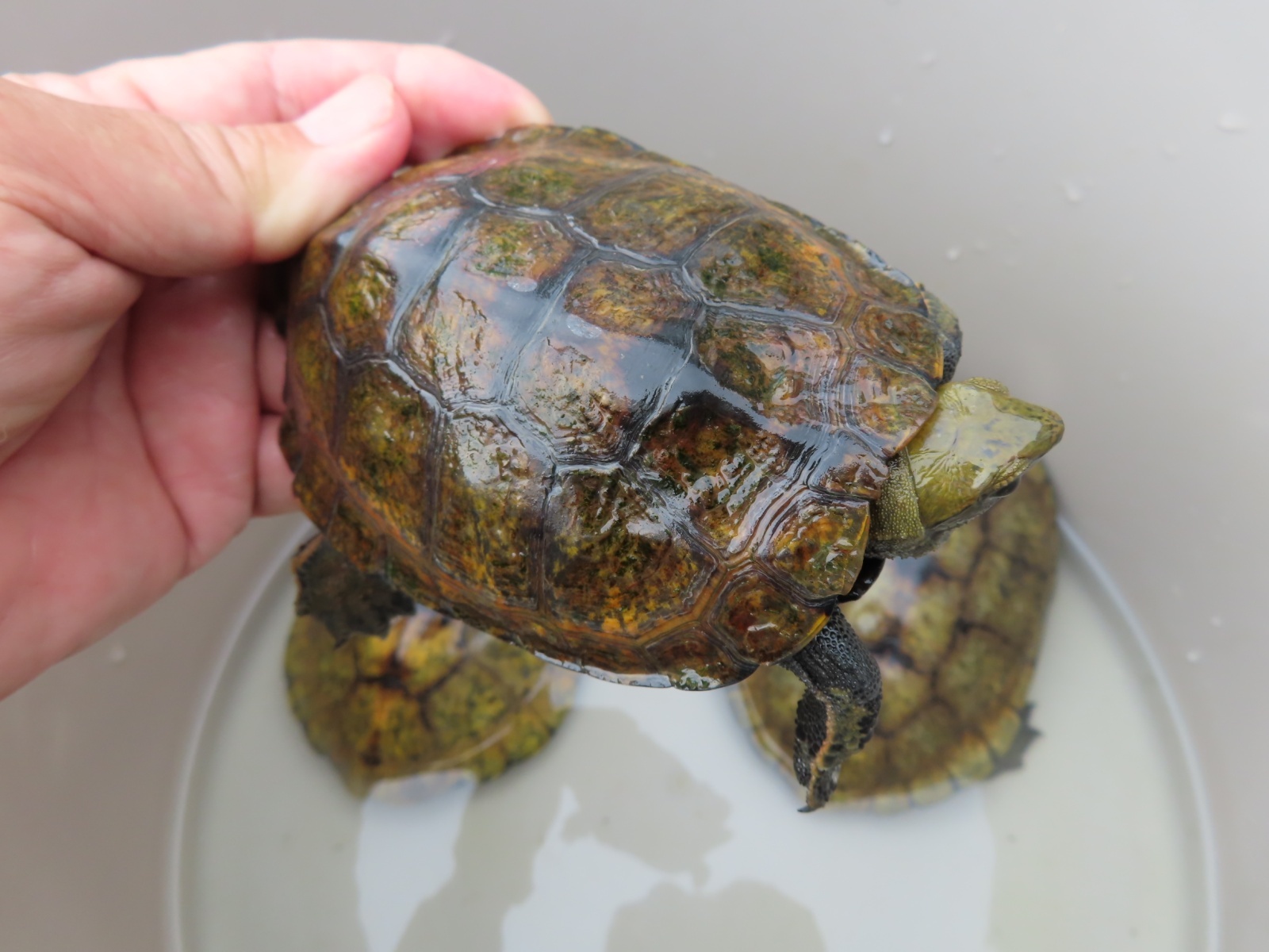 画像4: ニホンイシガメ繁殖セット２