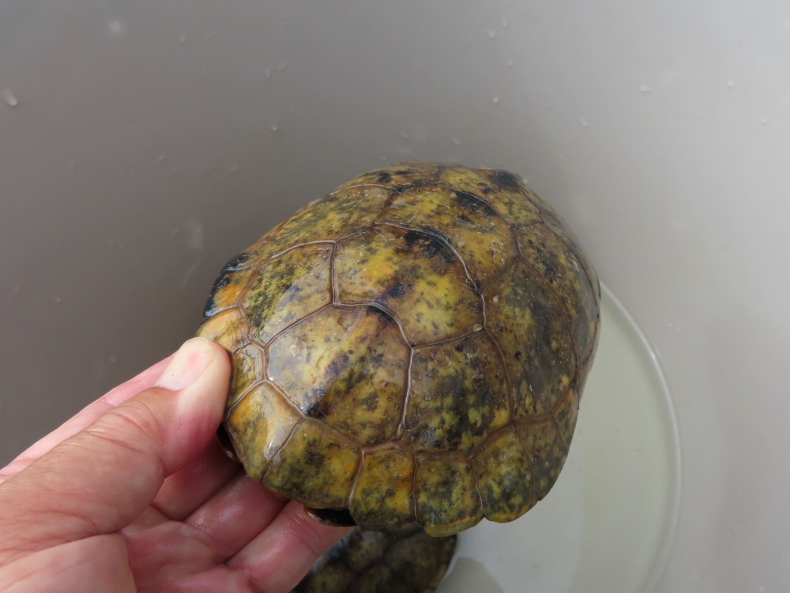 画像12: ニホンイシガメ繁殖セット２