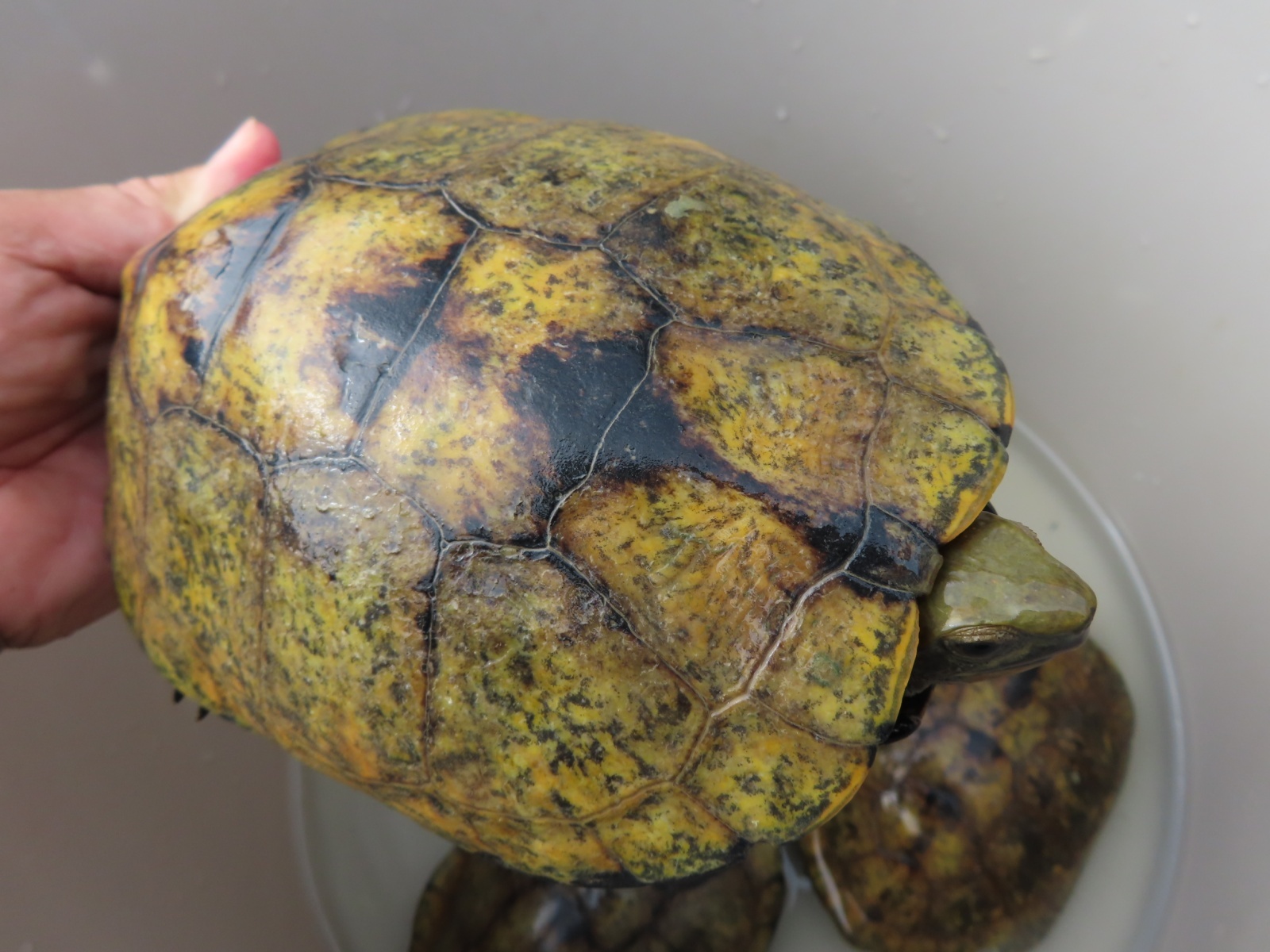 画像17: ニホンイシガメ繁殖セット２