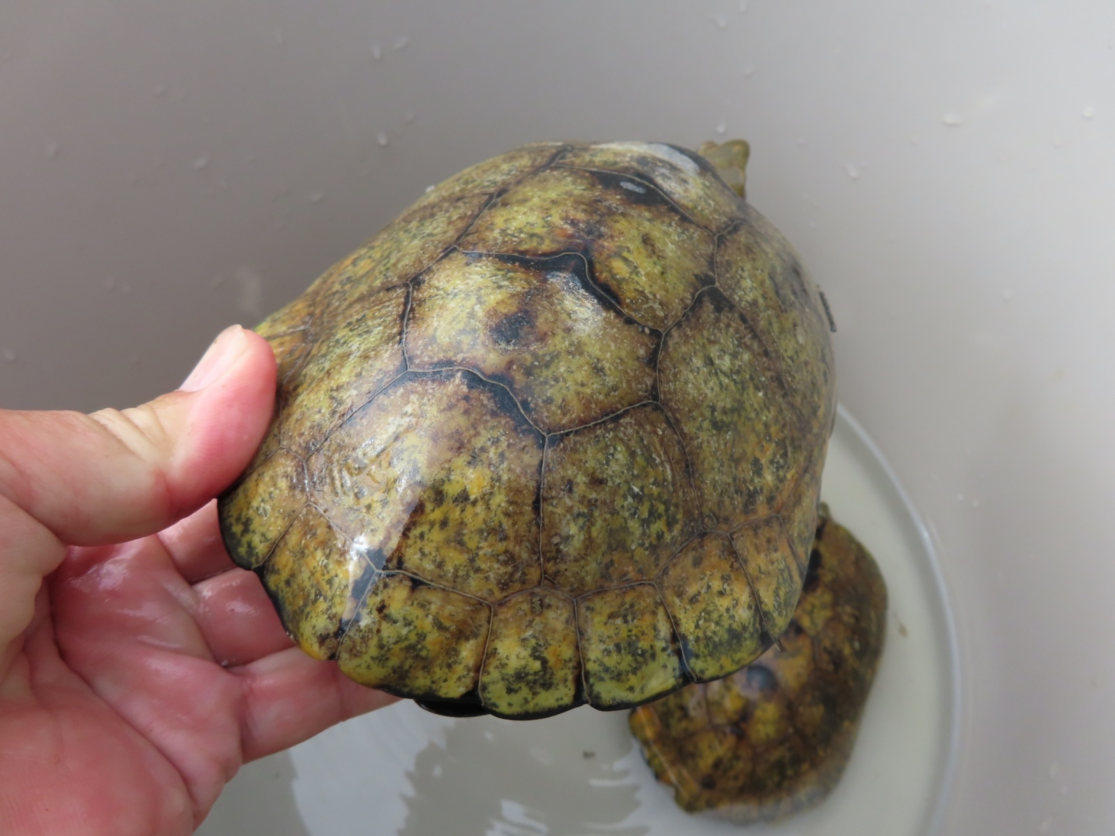 画像9: ニホンイシガメ繁殖セット２