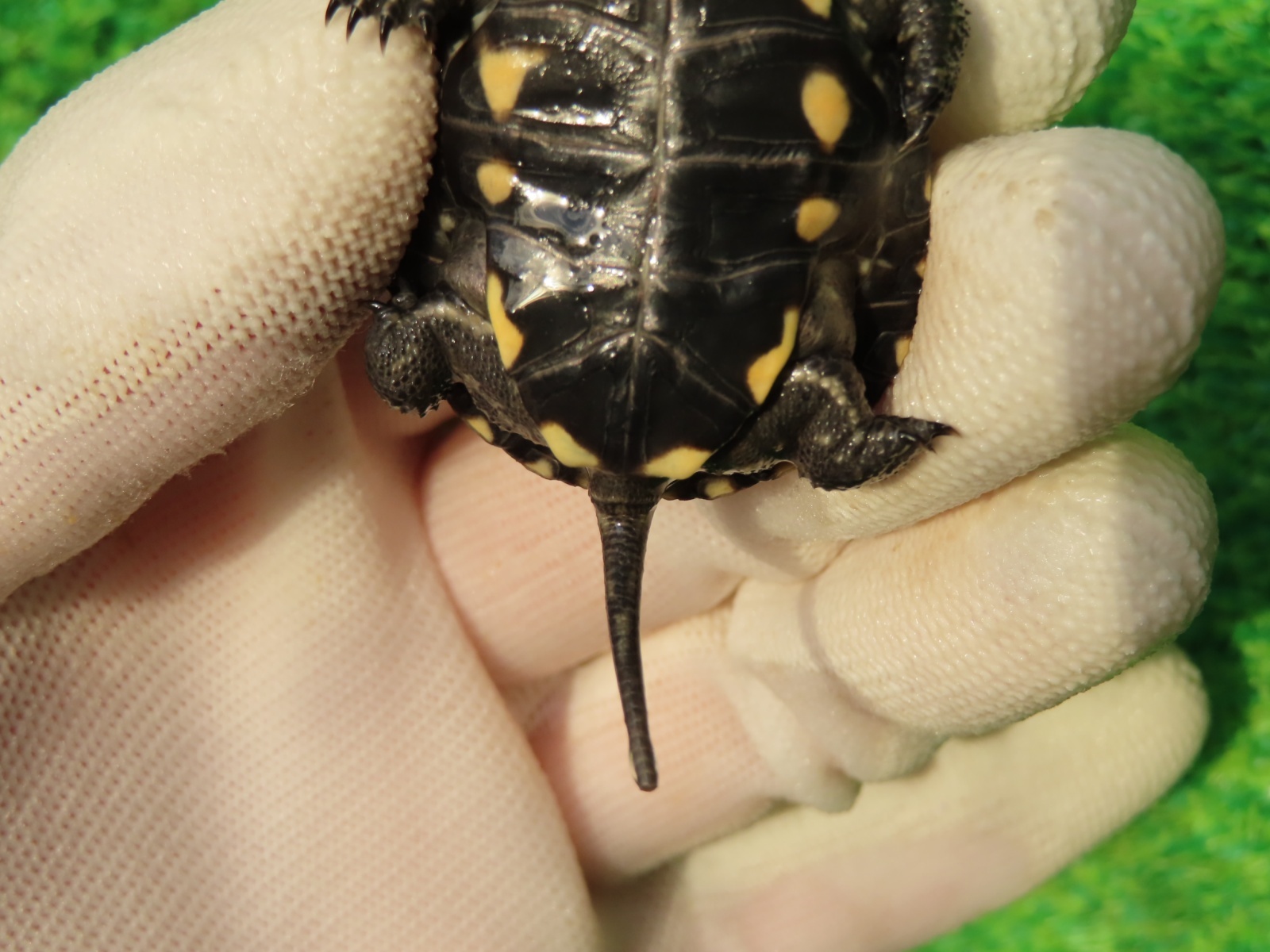 画像8: キボシヌマガメ１