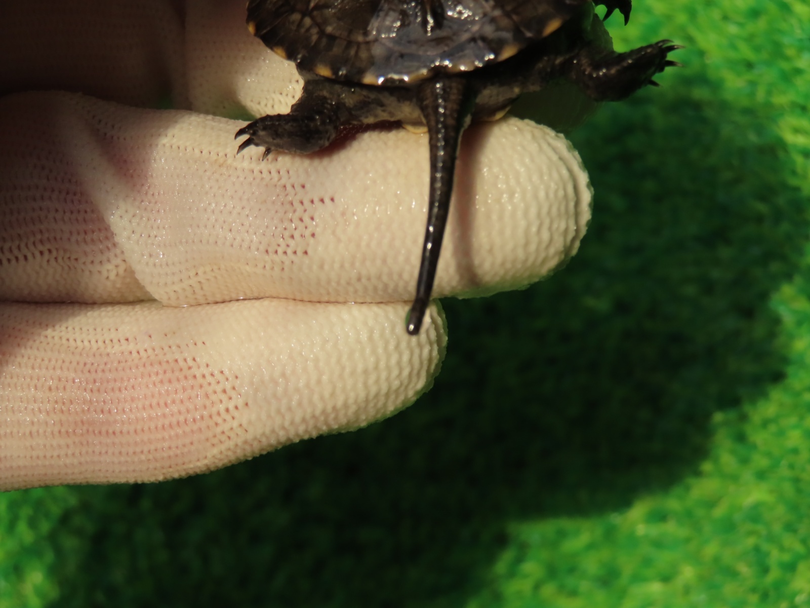 画像7: キボシヌマガメ１