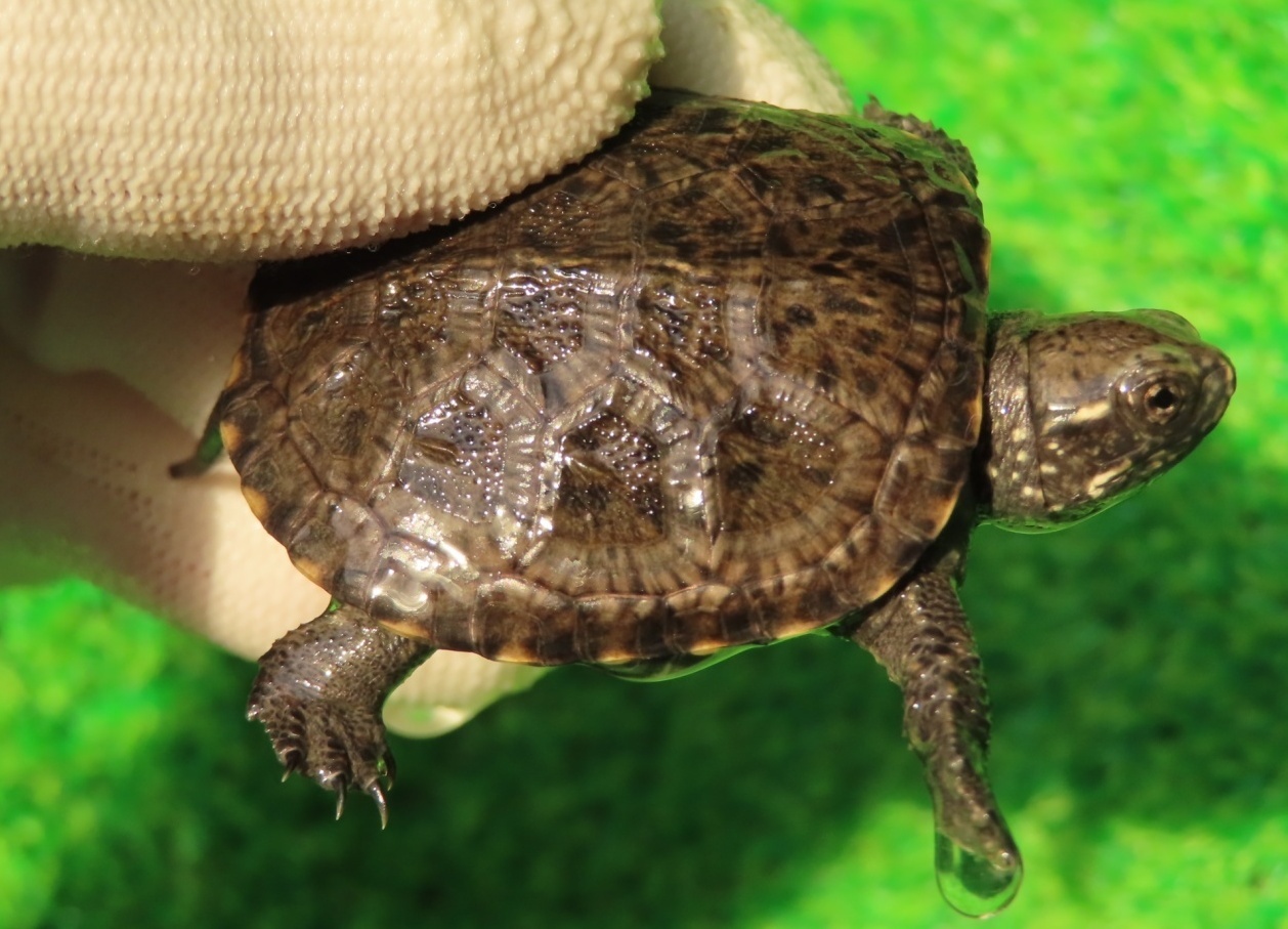 画像1: キボシヌマガメ１