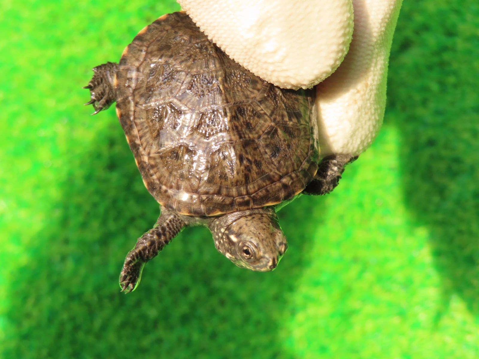 画像5: キボシヌマガメ１