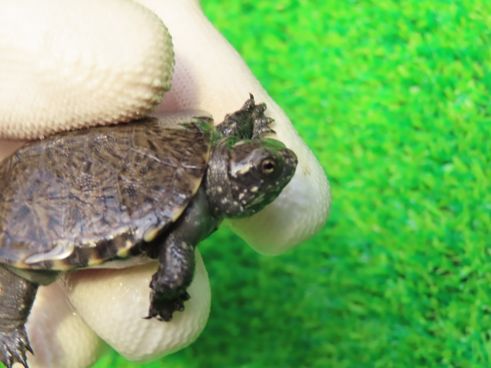 画像3: キボシヌマガメ２