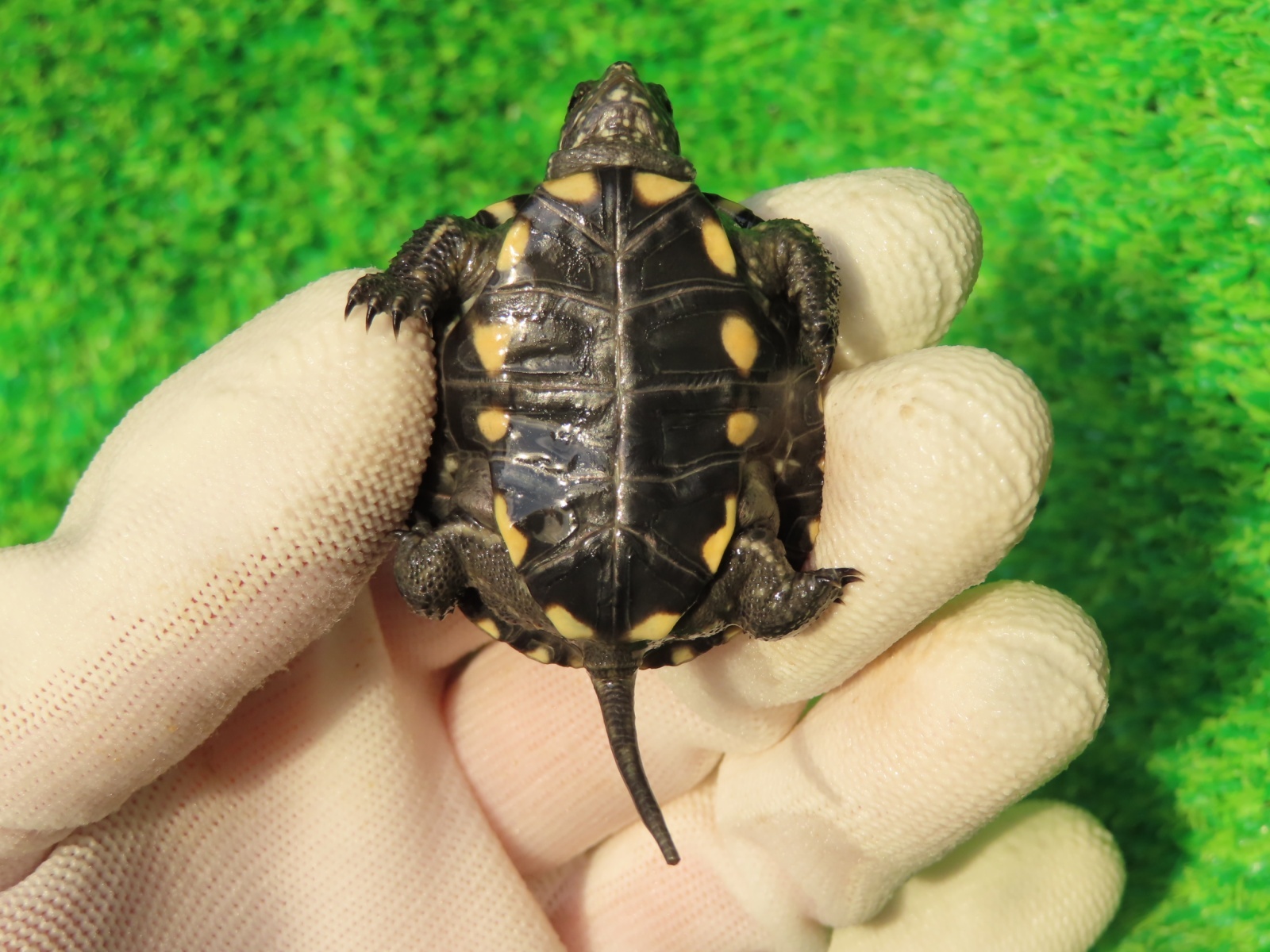 画像9: キボシヌマガメ１