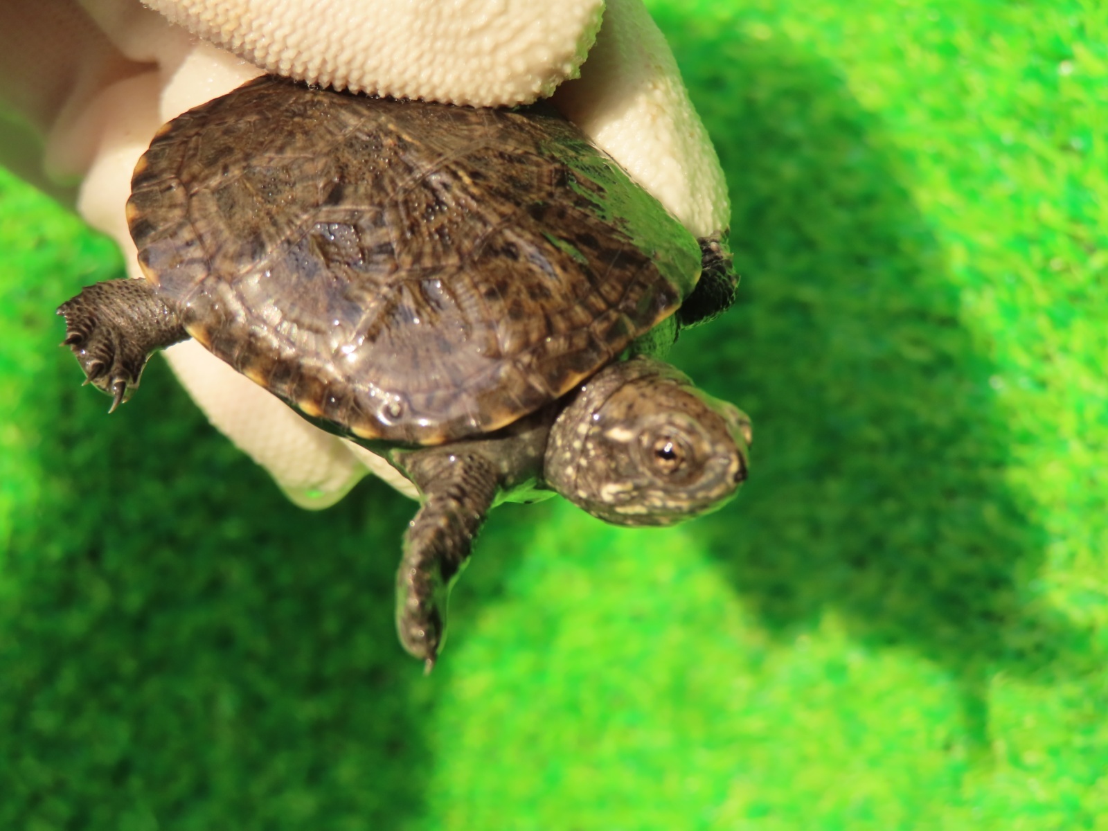 画像4: キボシヌマガメ１