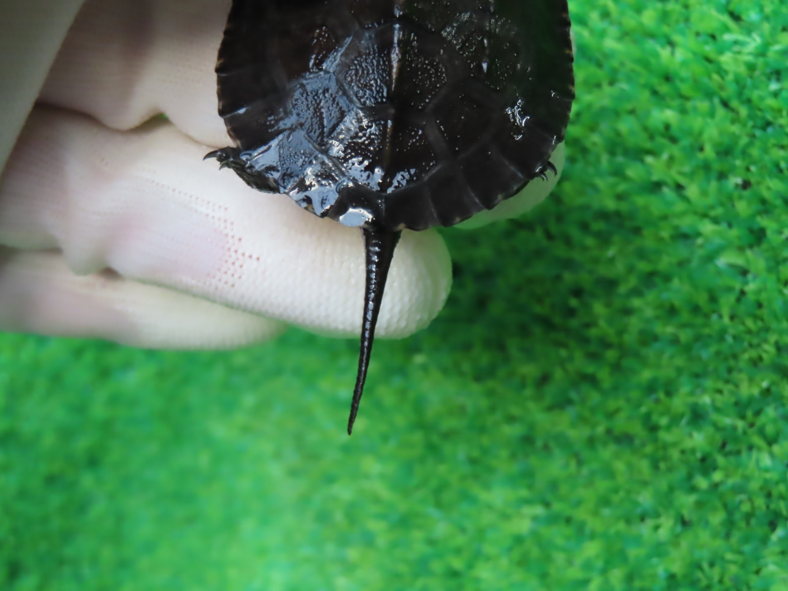 画像7: カントンクサガメ52