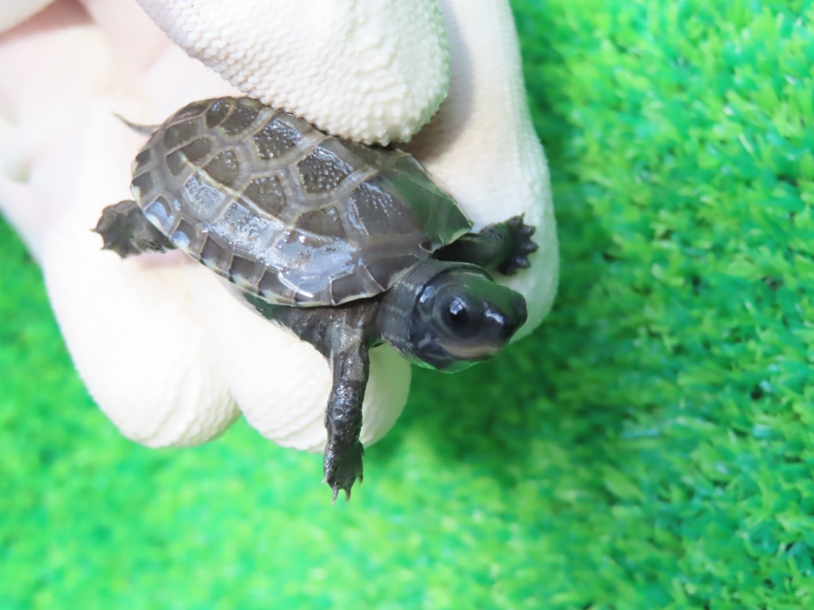 画像6: アザンティッククサガメ10