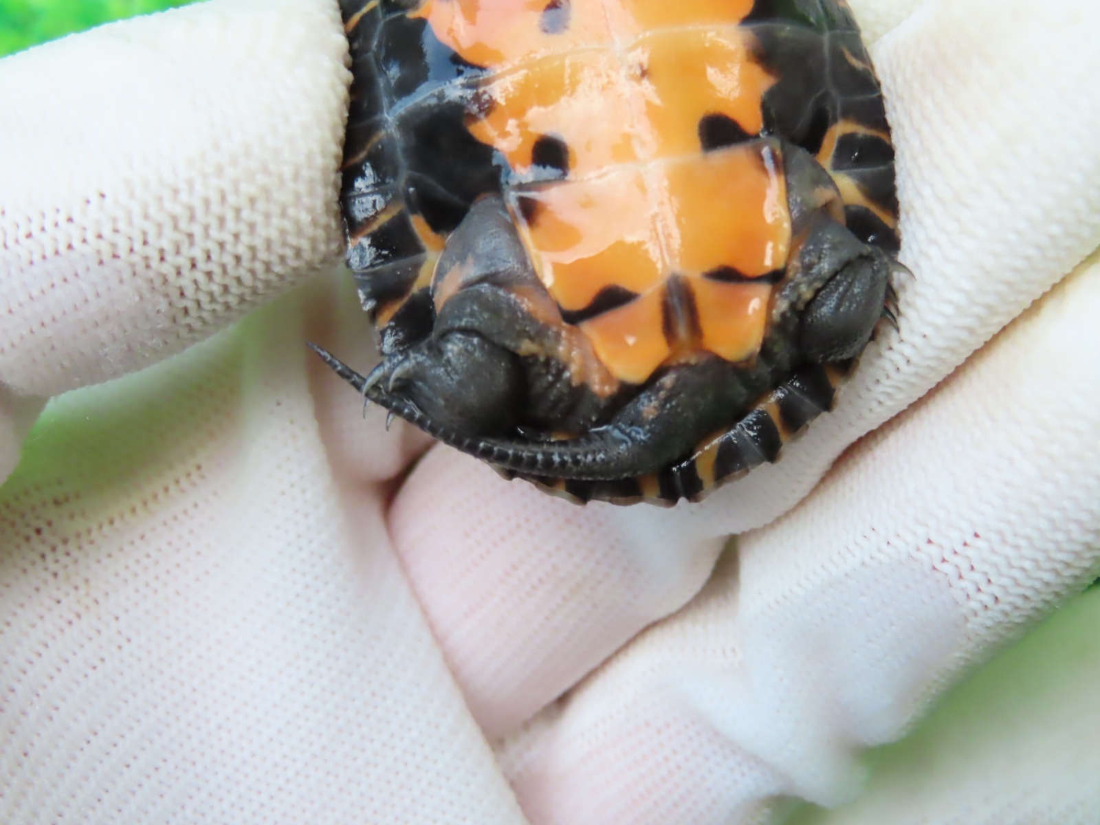 画像7: カントンクサガメ50