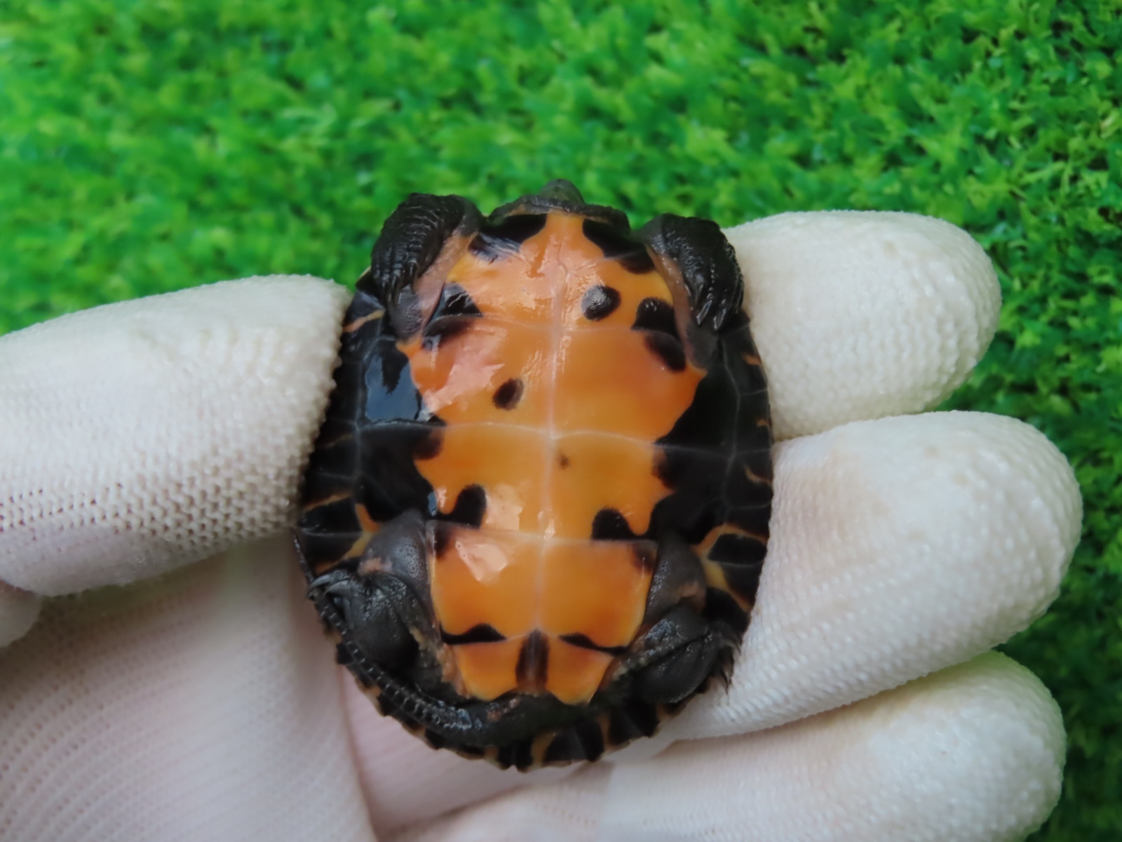 画像8: カントンクサガメ50