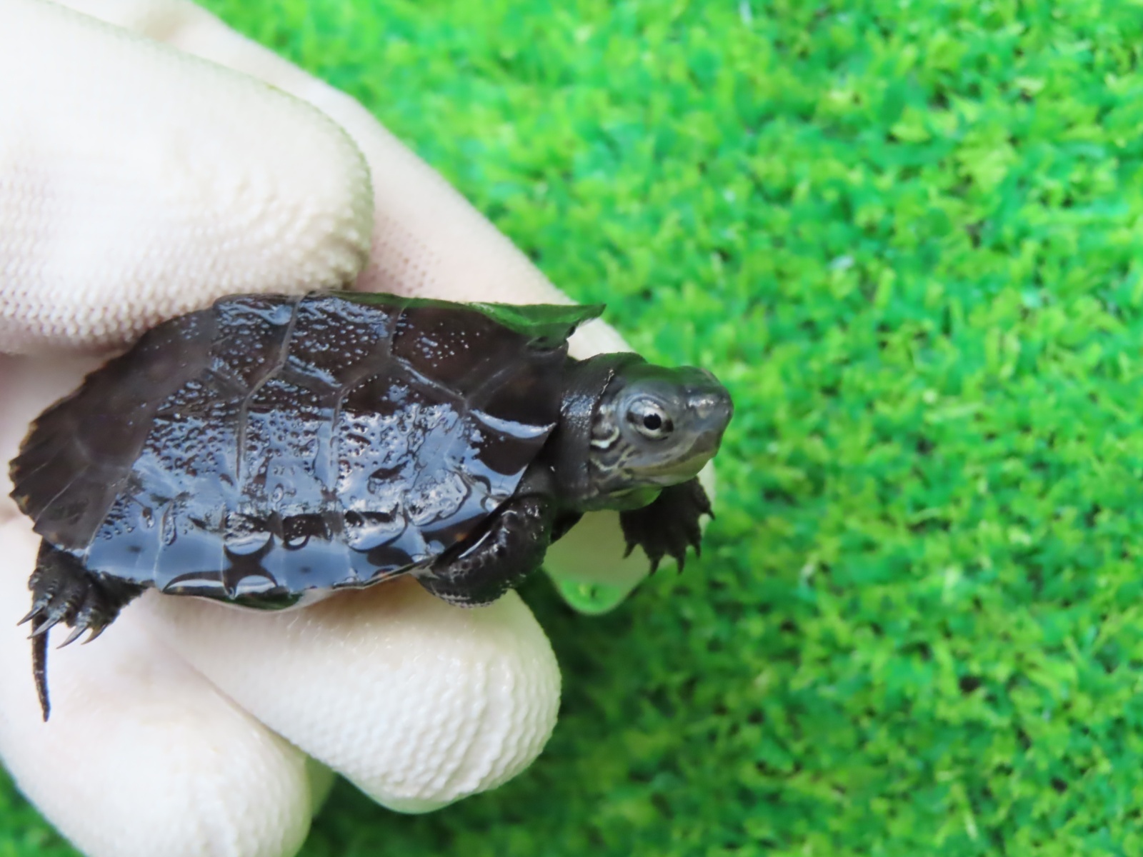 画像3: カントンクサガメ50