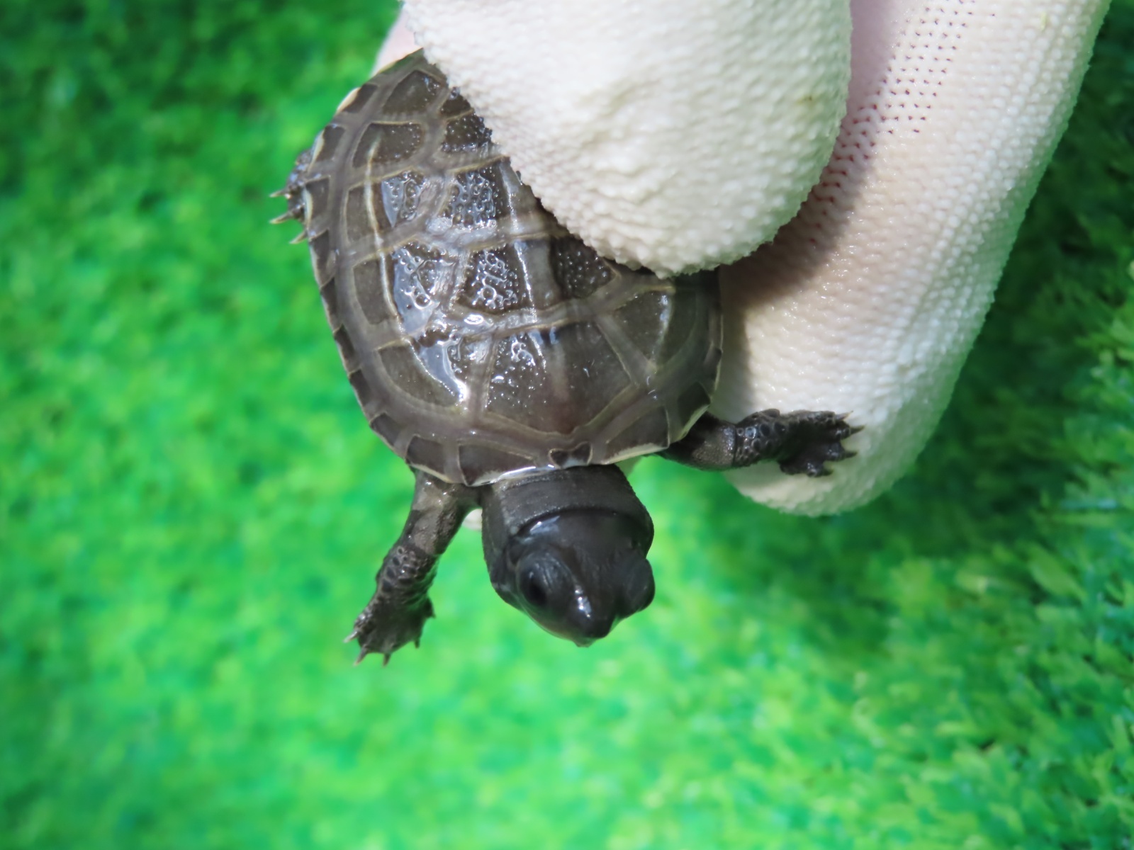 画像5: アザンティッククサガメ10