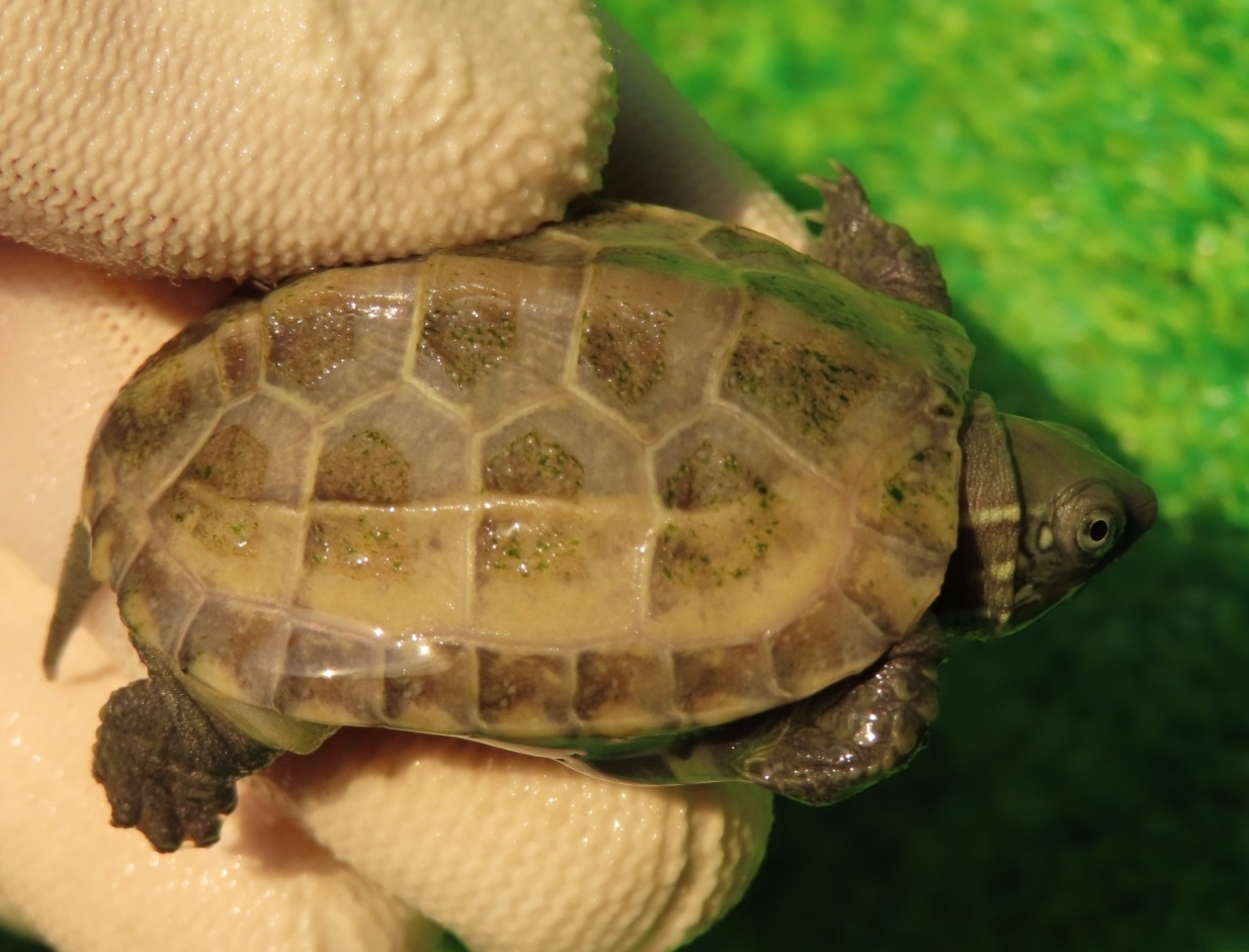 画像1: ハイポクサガメP.Hetアルビノ80