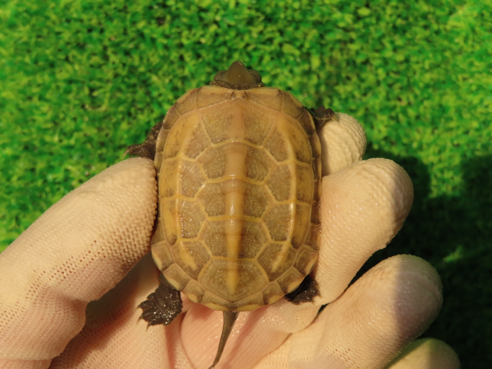 画像2: ハイポクサガメP.Hetアルビノ83