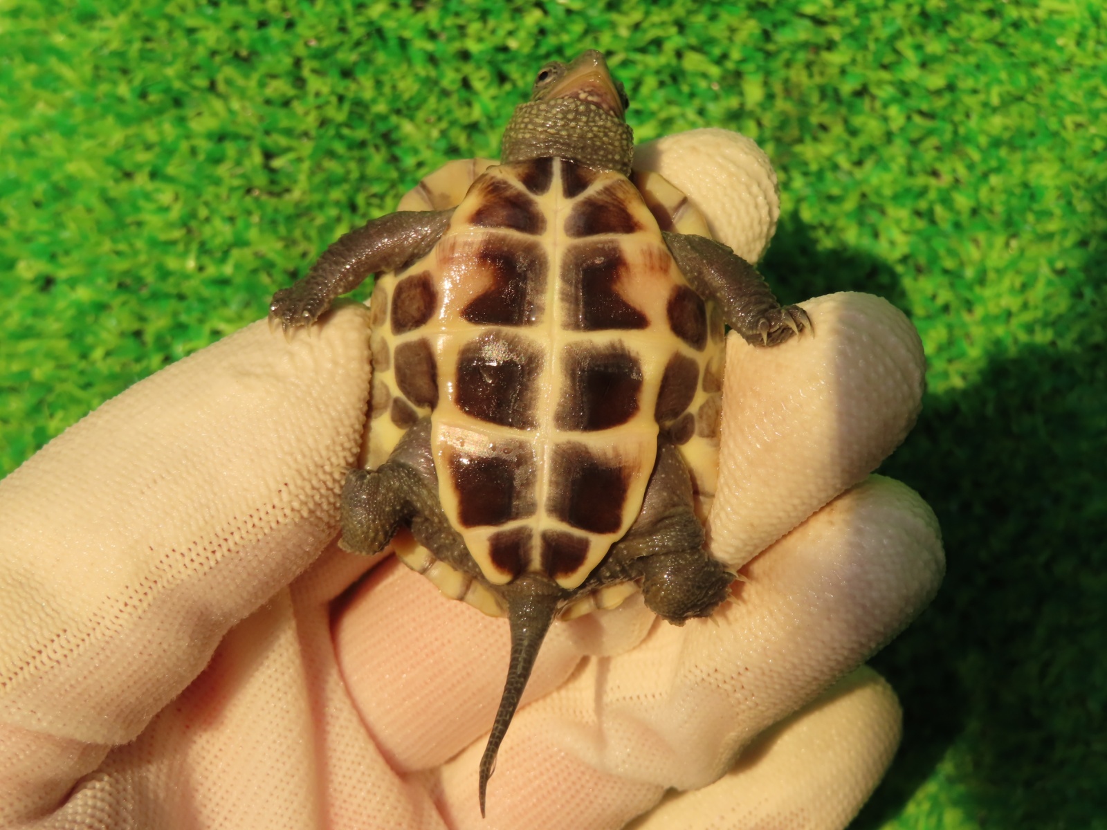 画像8: ハイポクサガメP.Hetアルビノ83