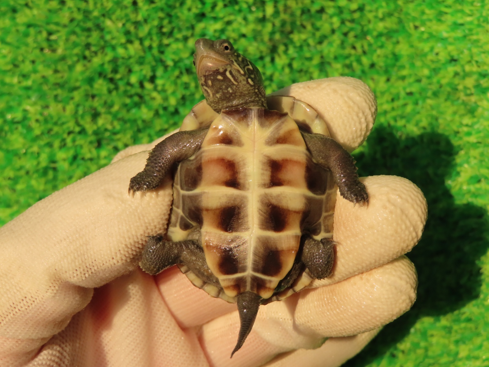 画像9: ハイポクサガメP.Hetアルビノ82