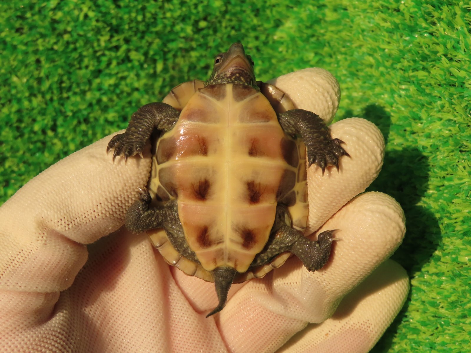 画像8: ハイポクサガメP.Hetアルビノ81