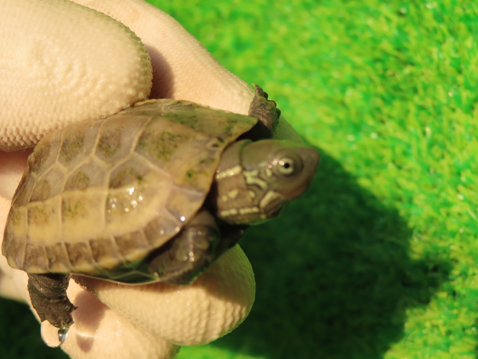 画像3: ハイポクサガメP.Hetアルビノ80