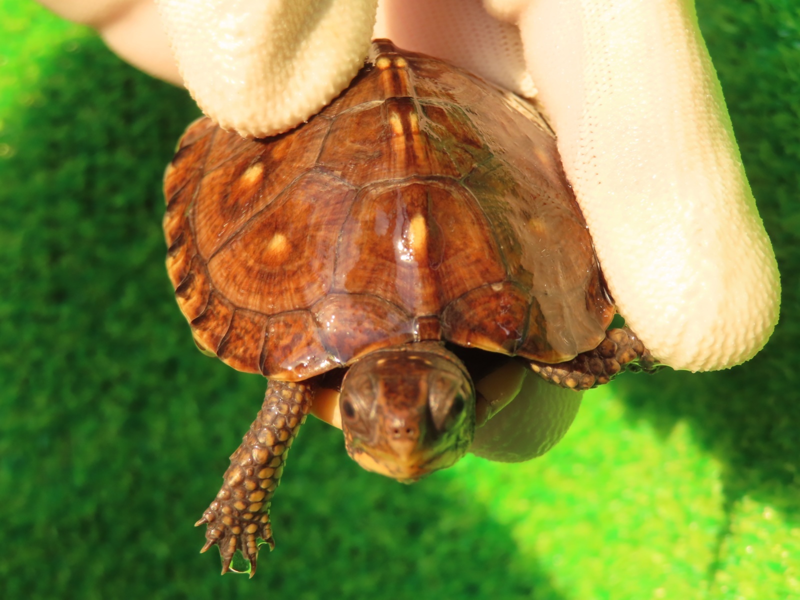 画像6: トウブハコガメ12