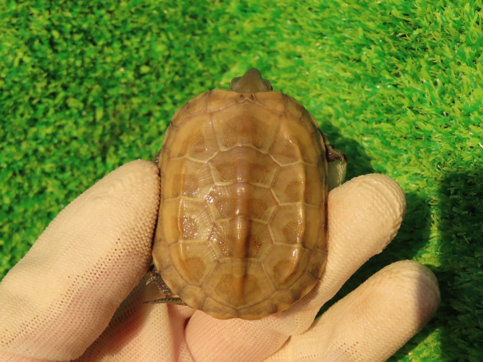 画像2: ハイポクサガメP.Hetアルビノ85