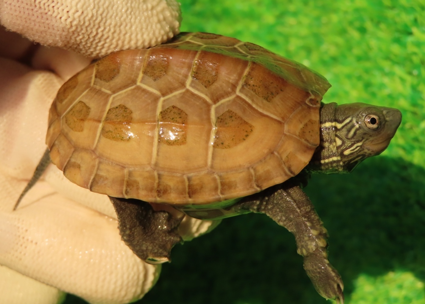 画像1: ハイポクサガメP.Hetアルビノ81