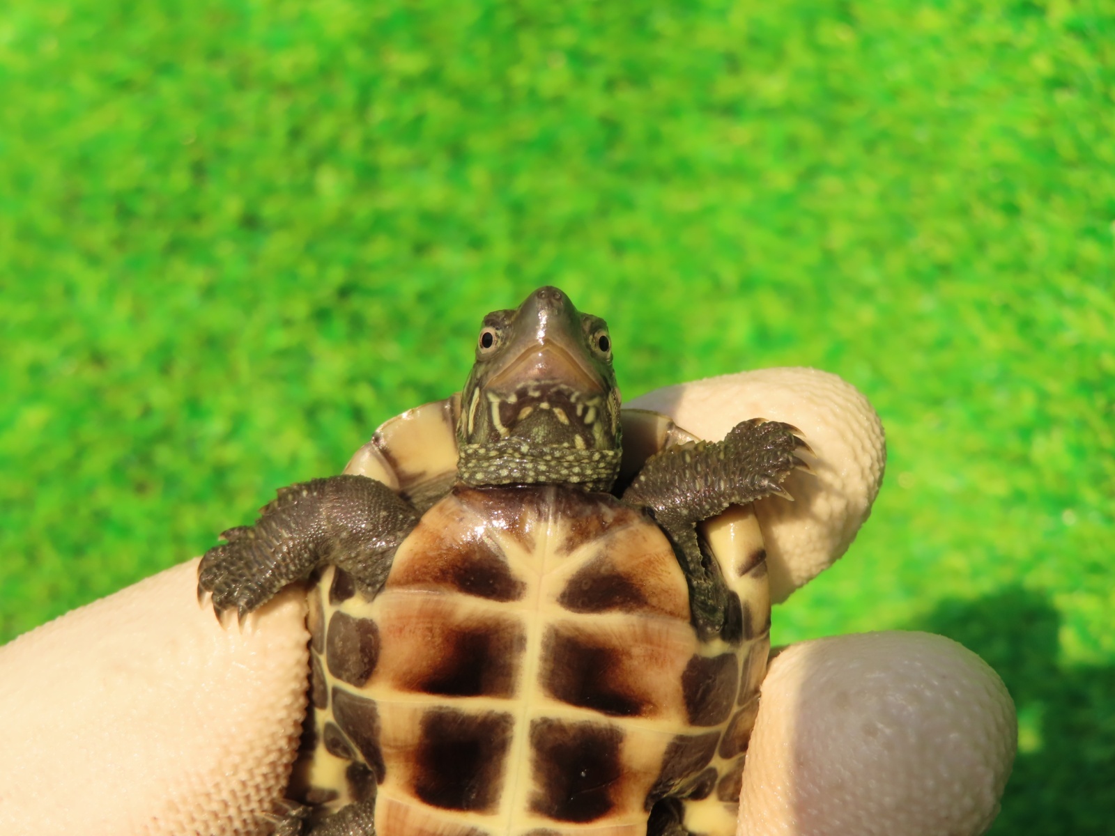 画像9: ハイポクサガメP.Hetアルビノ79