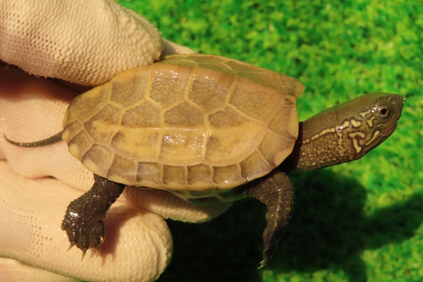 画像1: ハイポクサガメP.Hetアルビノ83