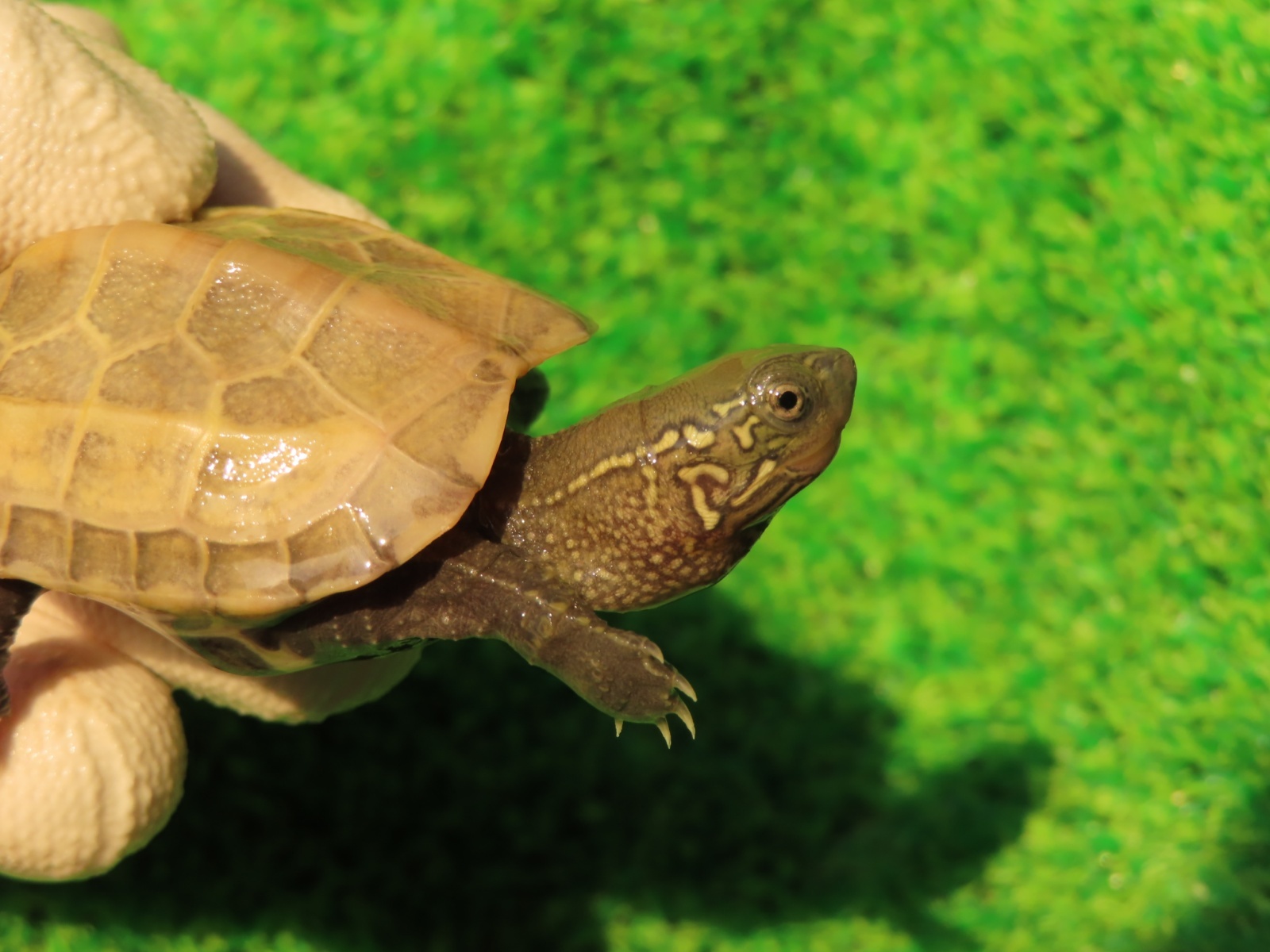 画像3: ハイポクサガメP.Hetアルビノ83