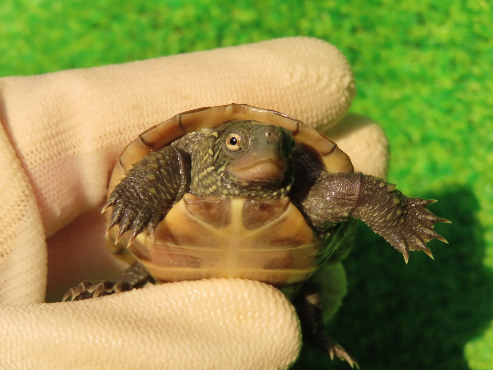 画像6: ハイポクサガメP.Hetアルビノ81