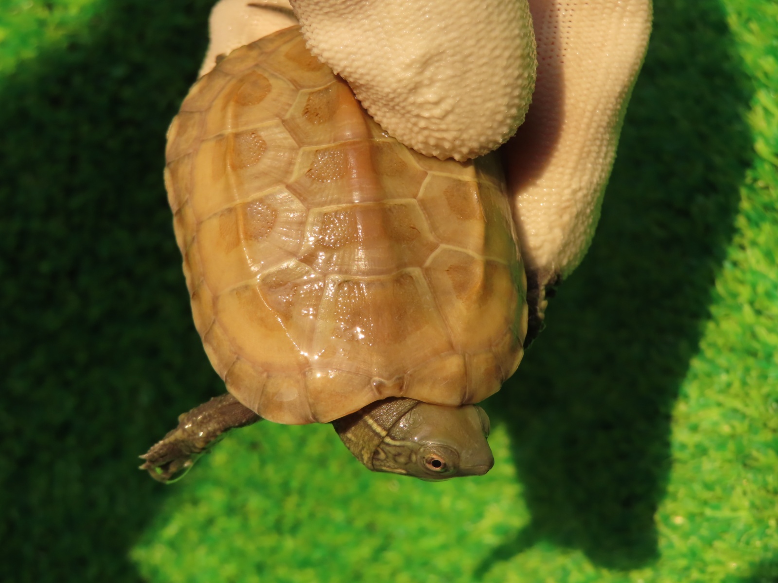 画像4: ハイポクサガメP.Hetアルビノ85