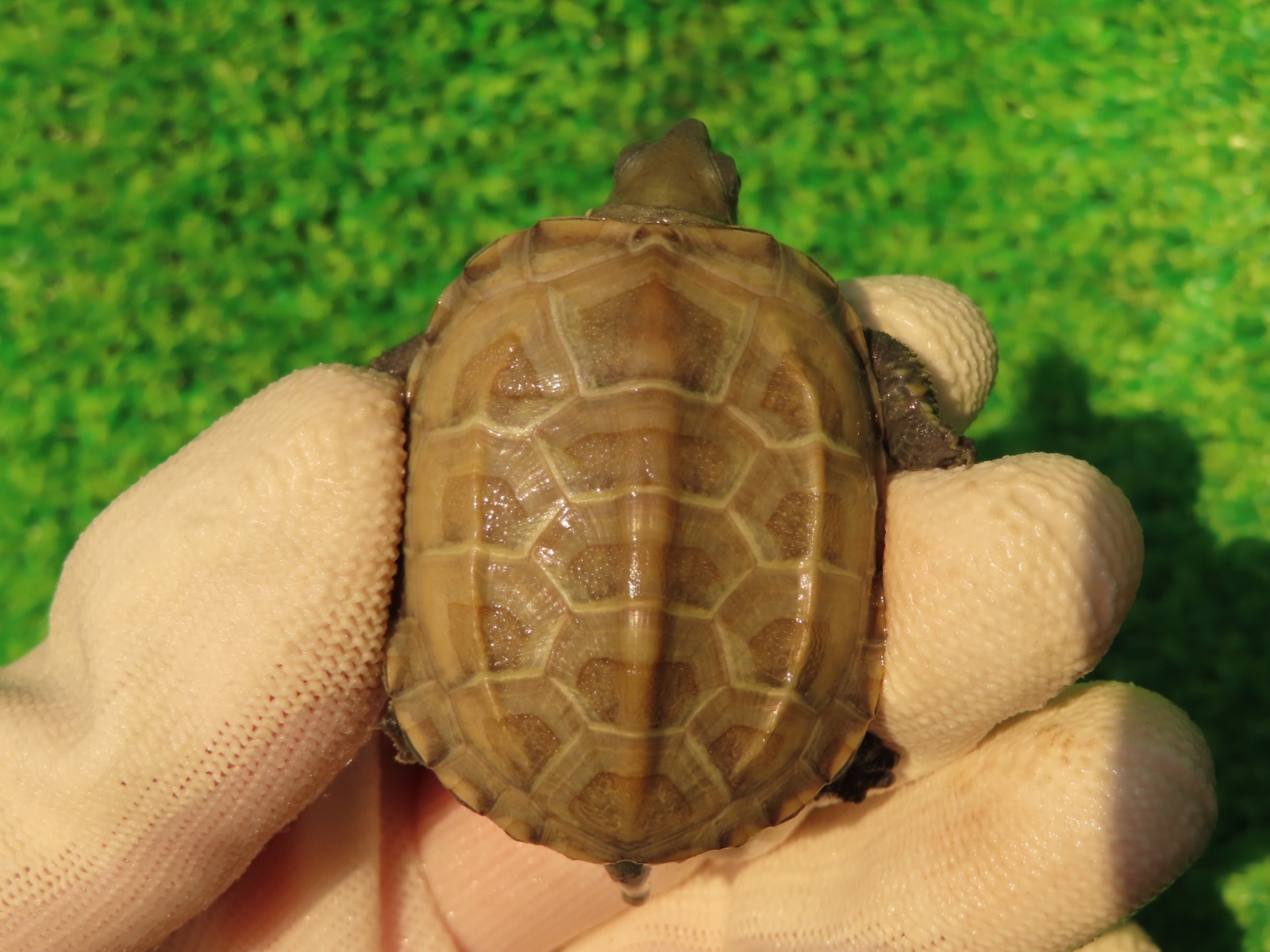 画像2: ハイポクサガメP.Hetアルビノ82