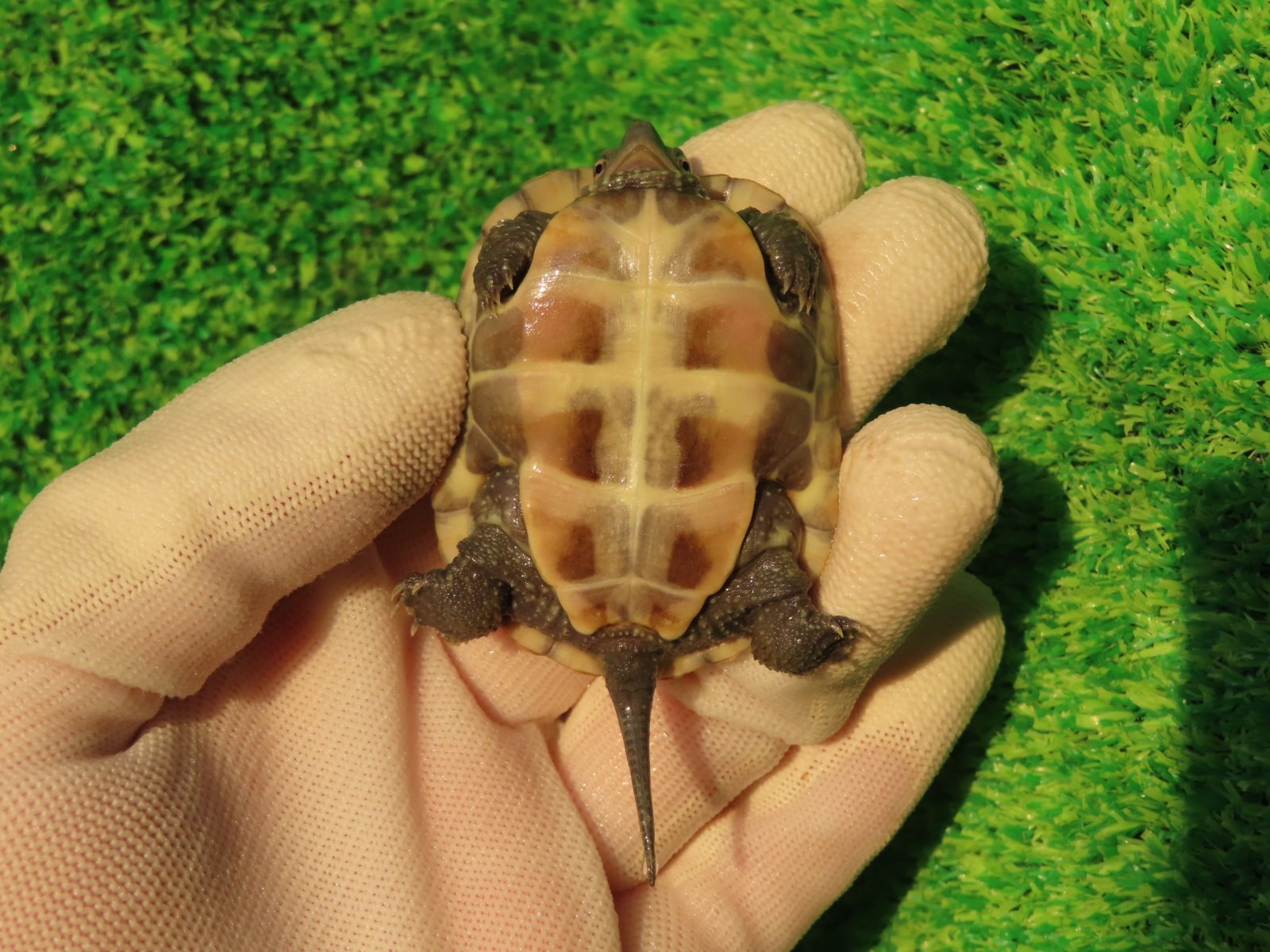 画像8: ハイポクサガメP.Hetアルビノ85